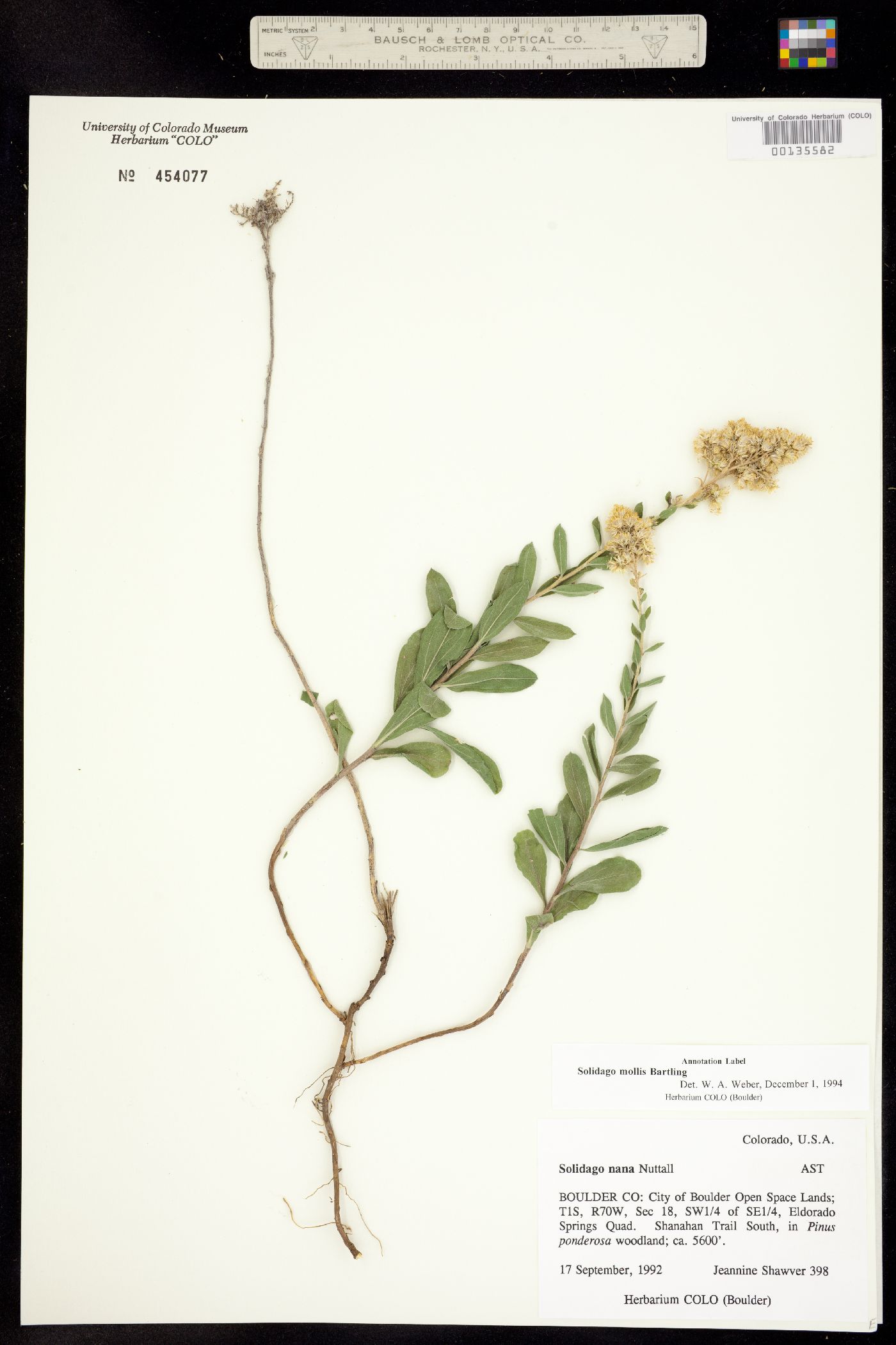 Solidago mollis image