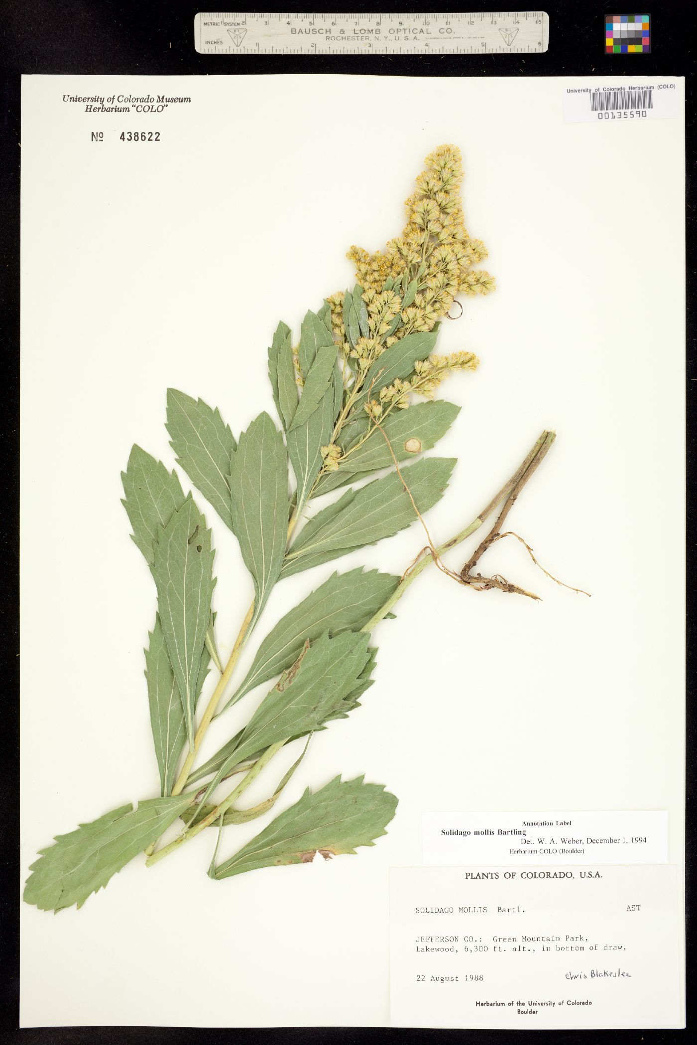 Solidago image