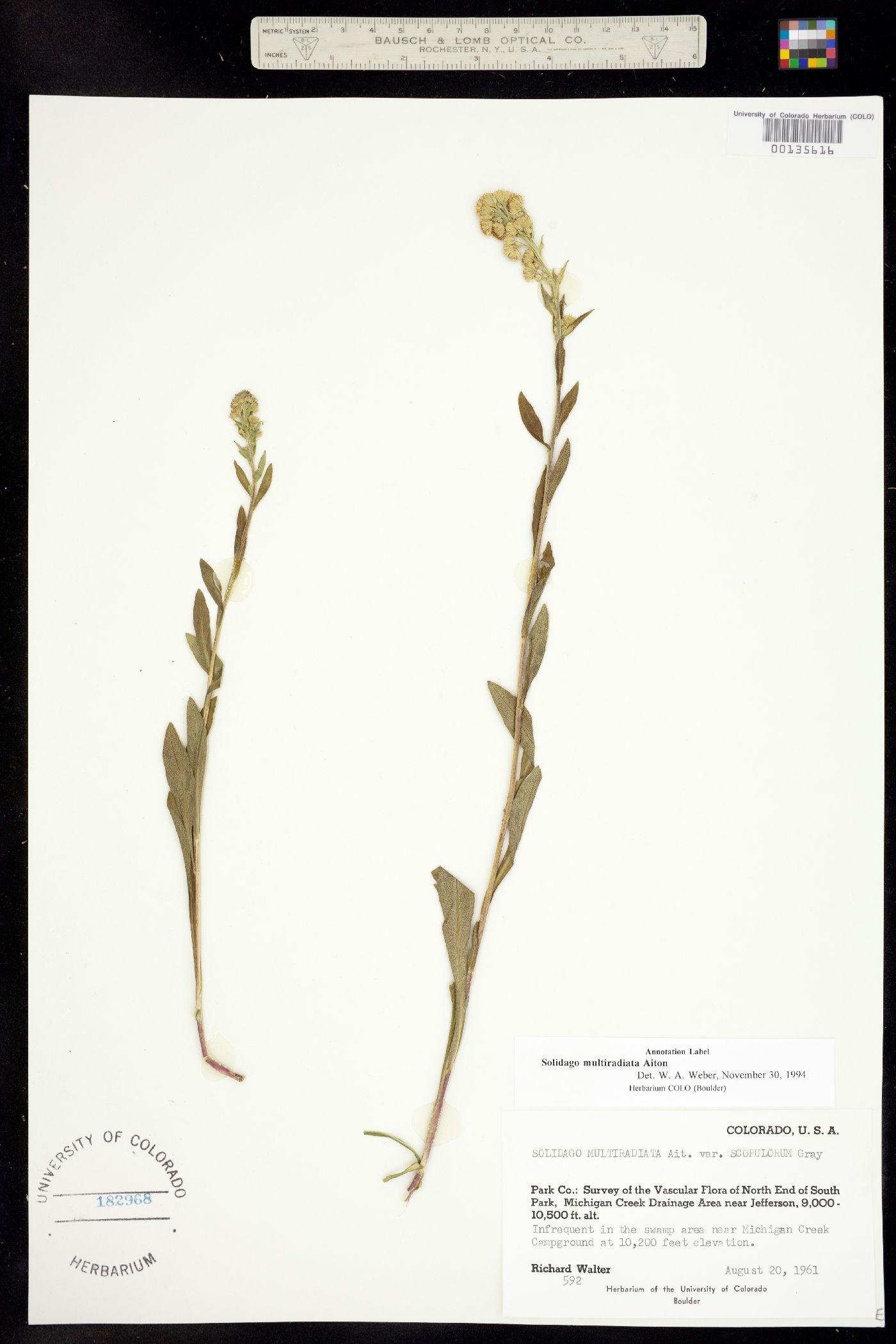 Solidago multiradiata image