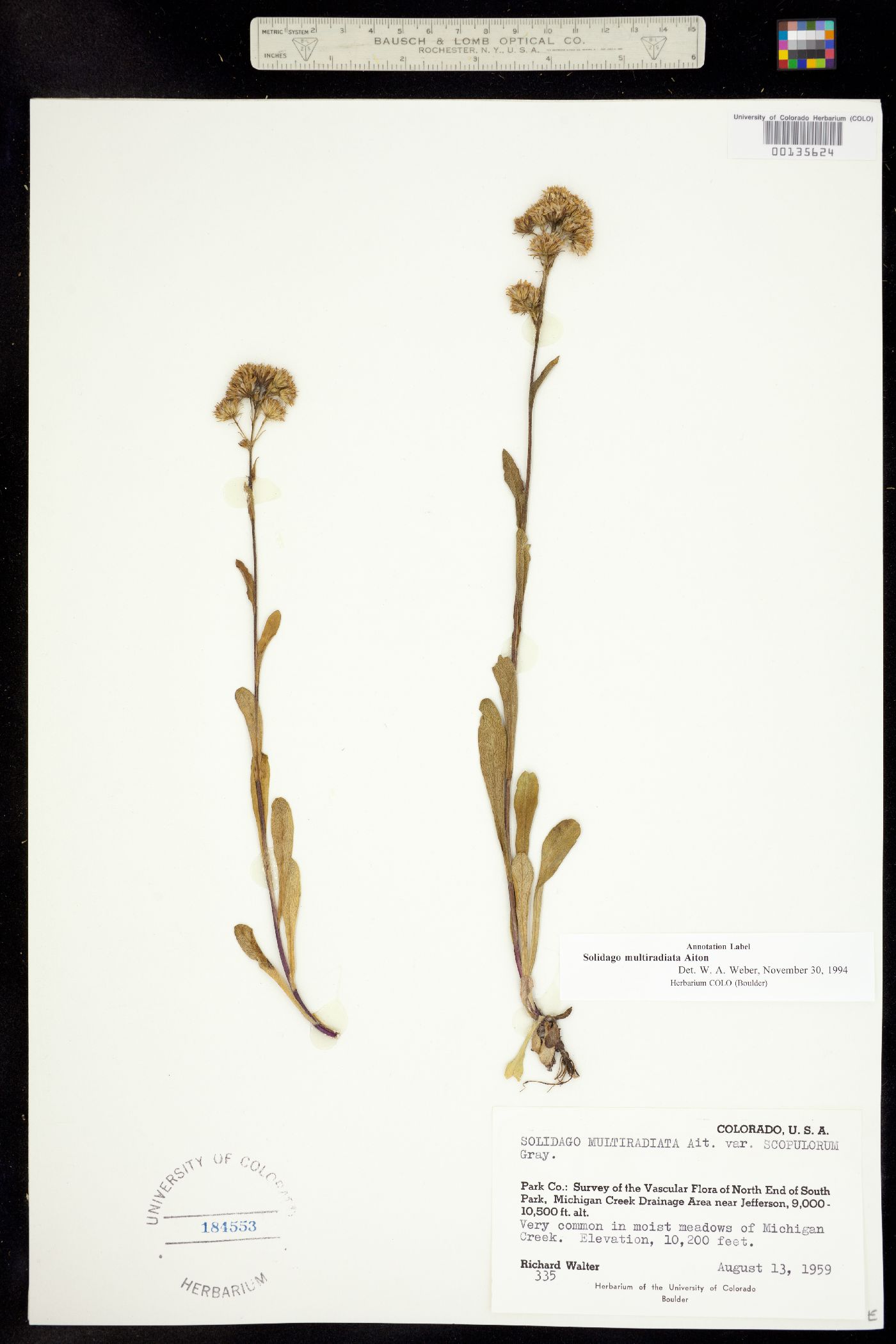 Solidago multiradiata image