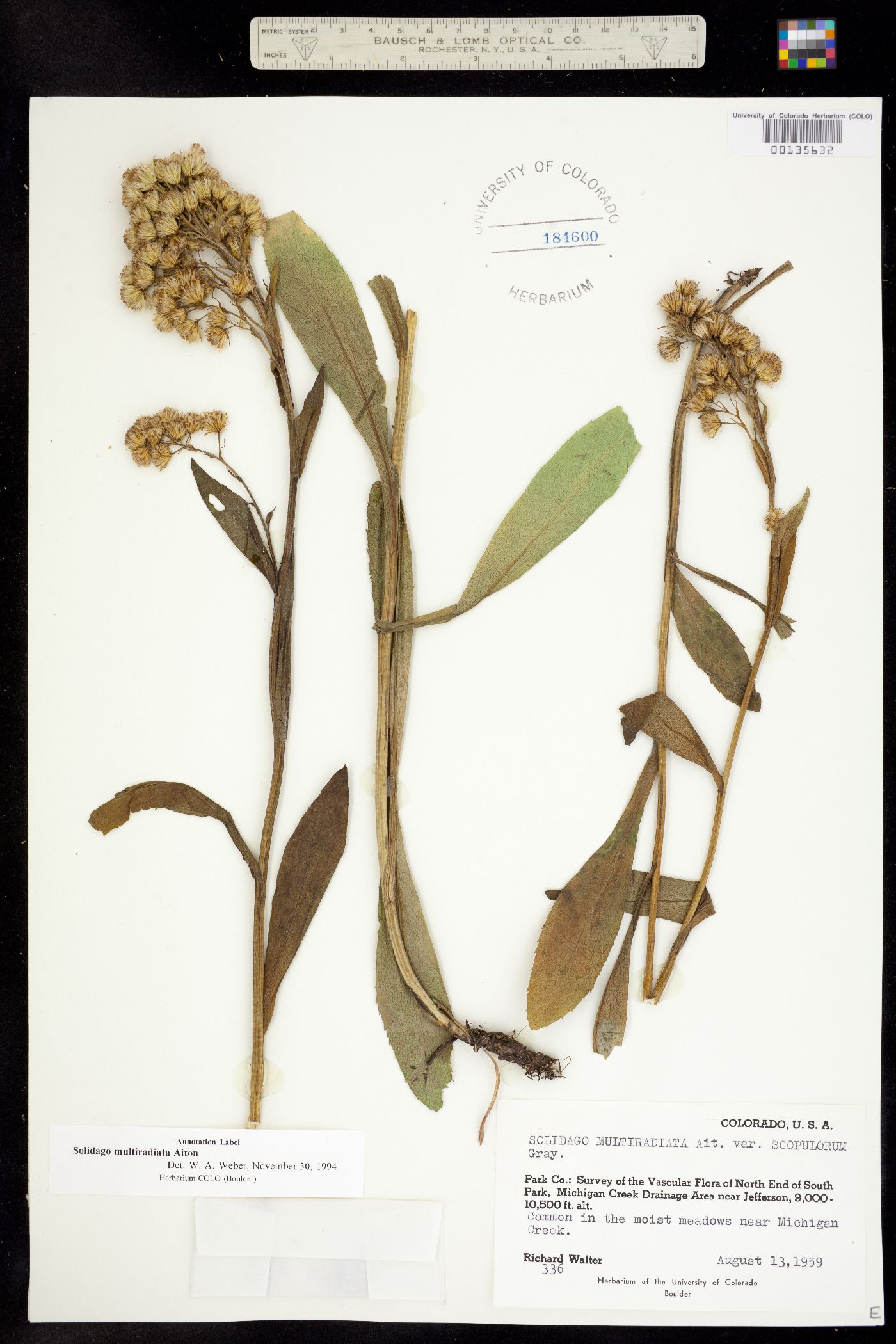 Solidago multiradiata image