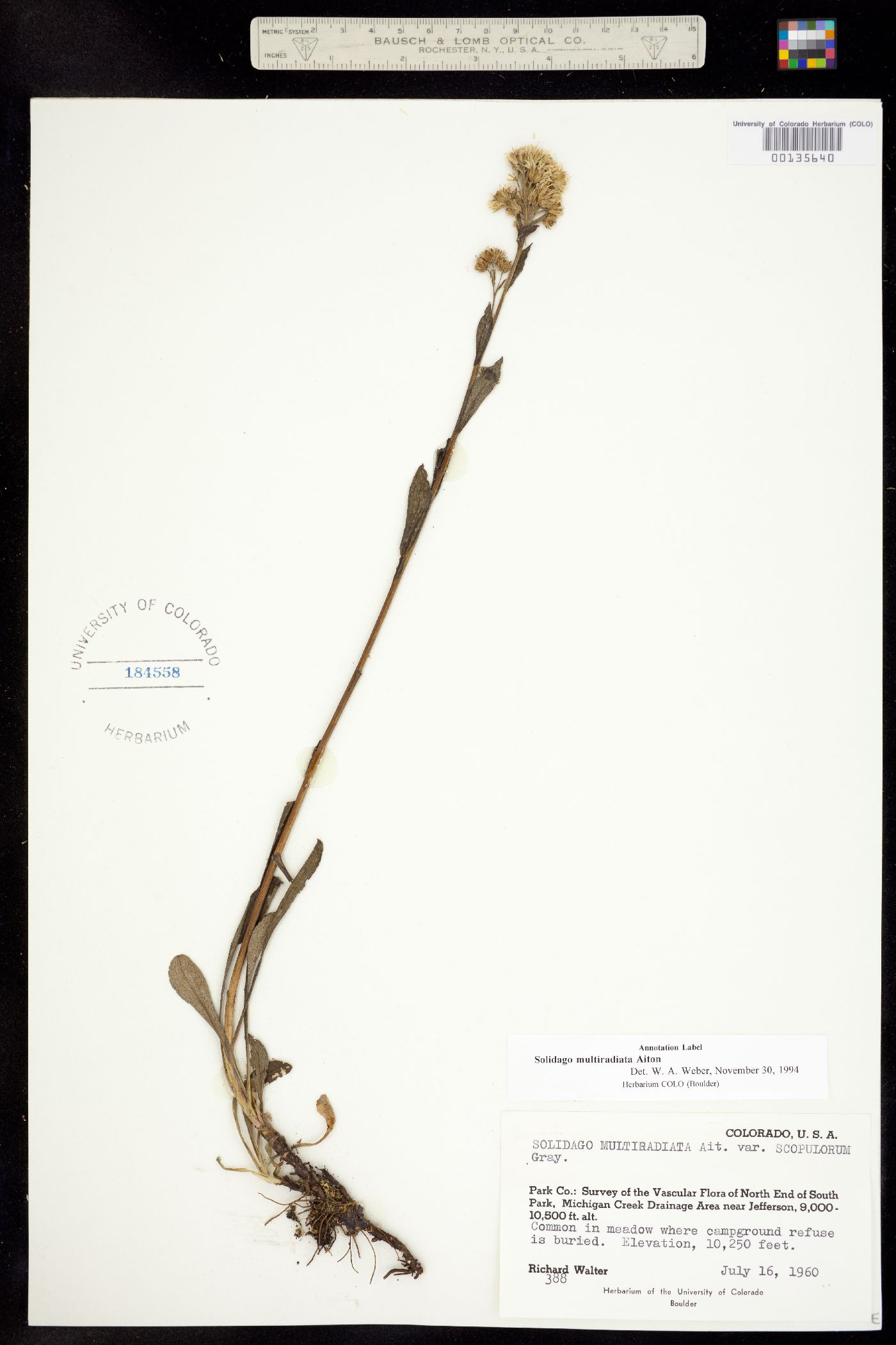 Solidago multiradiata image