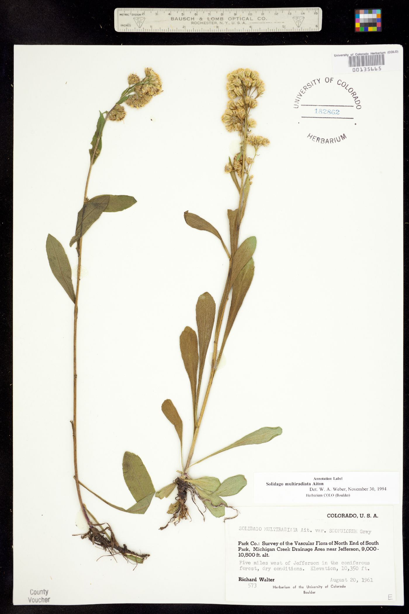 Solidago multiradiata image