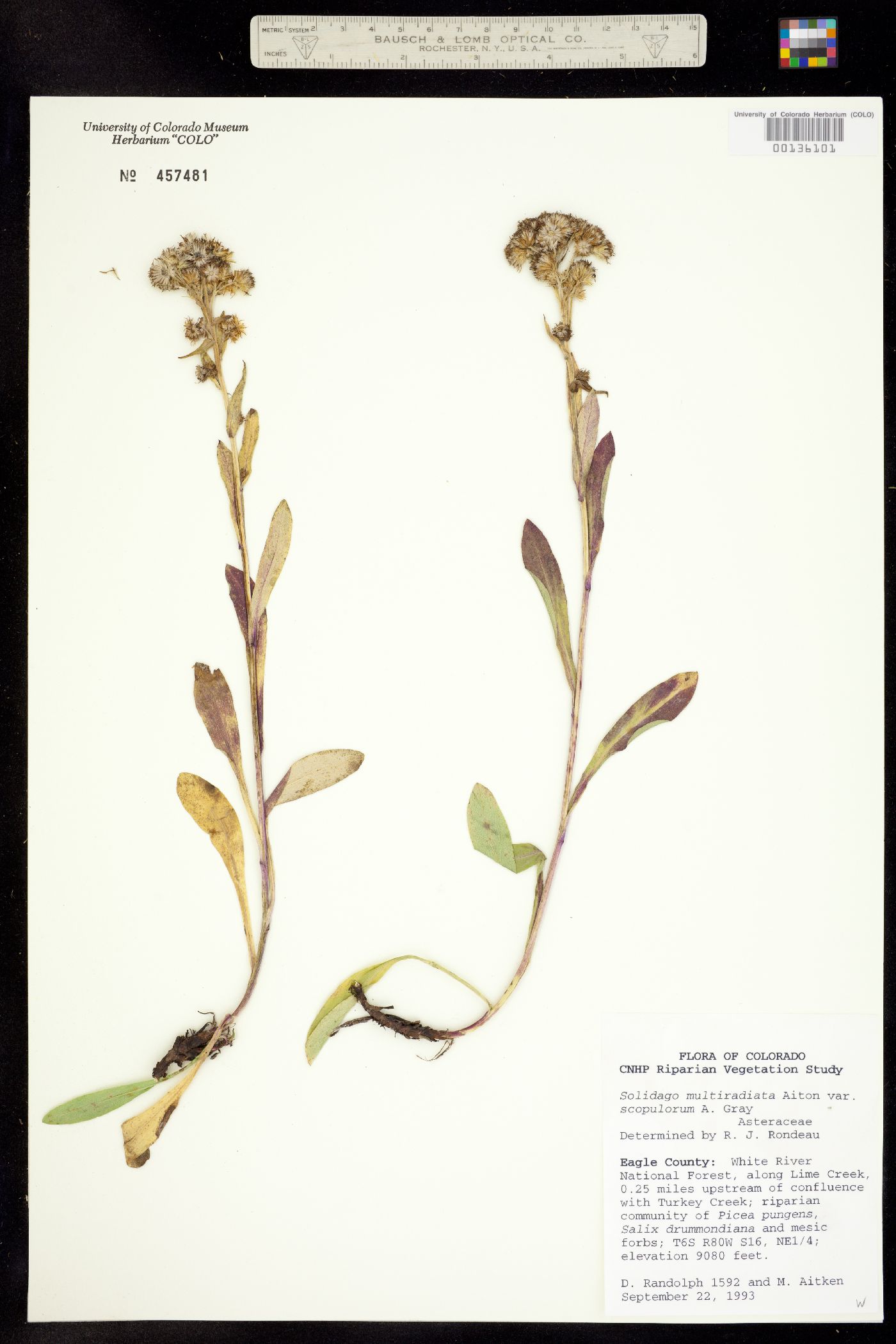 Solidago multiradiata image