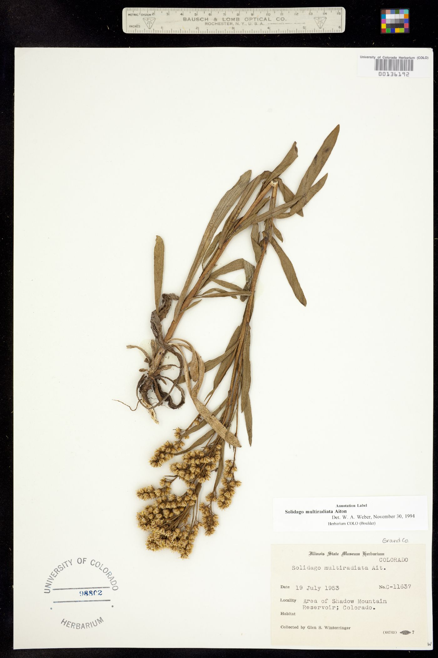 Solidago multiradiata image