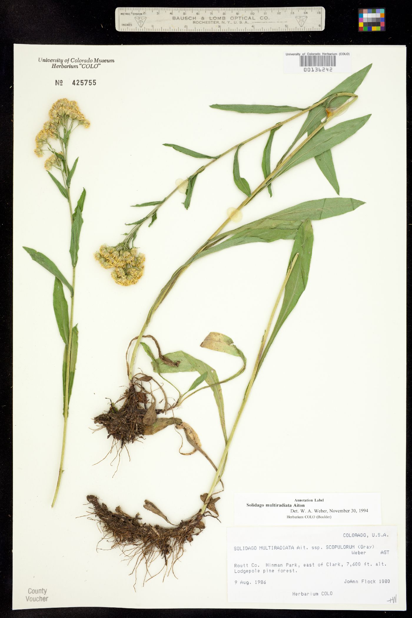 Solidago multiradiata image