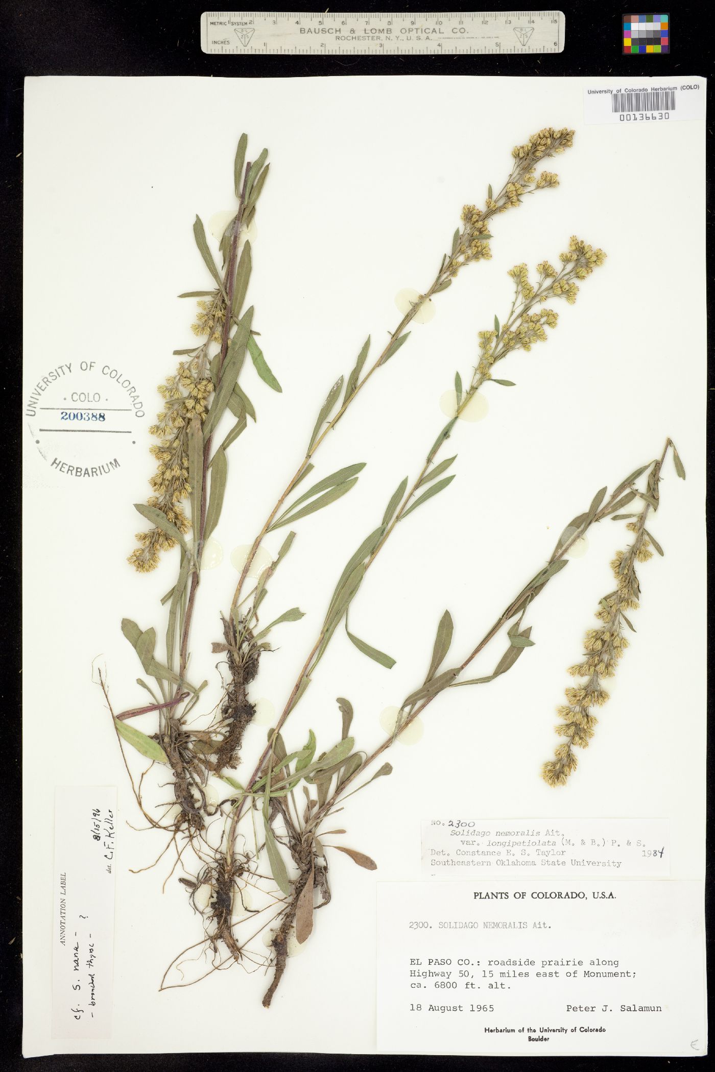 Solidago nemoralis image