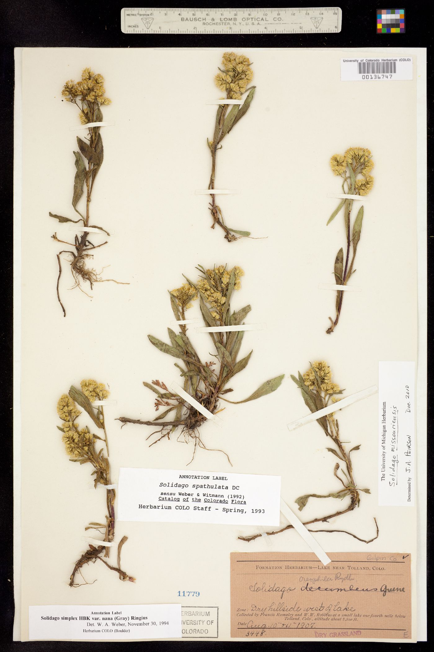 Solidago simplex var. nana image