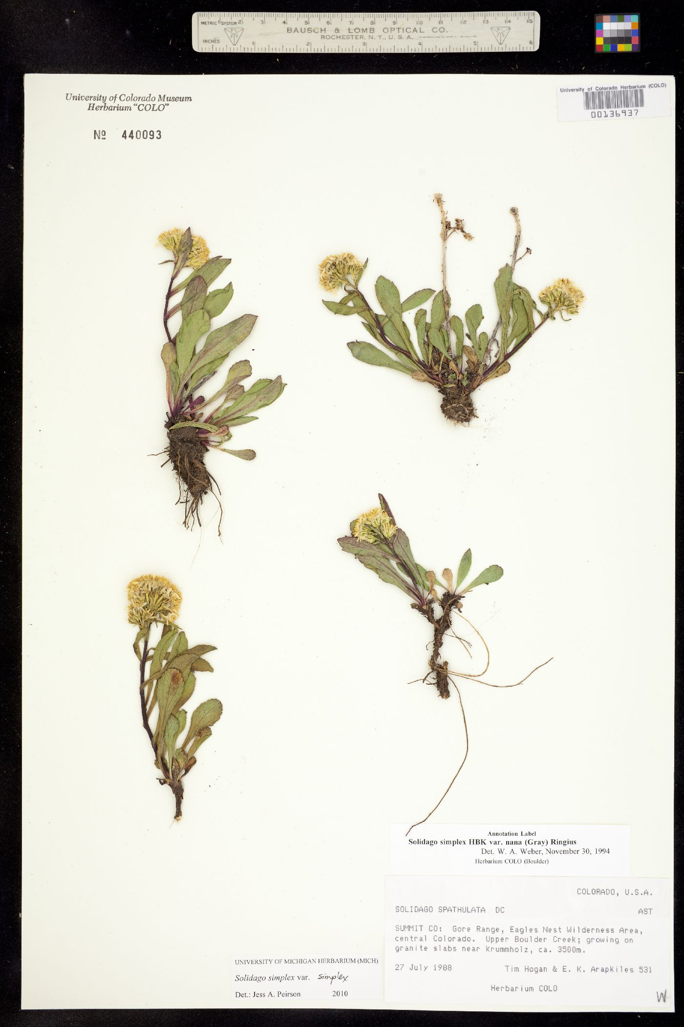 Solidago simplex var. simplex image