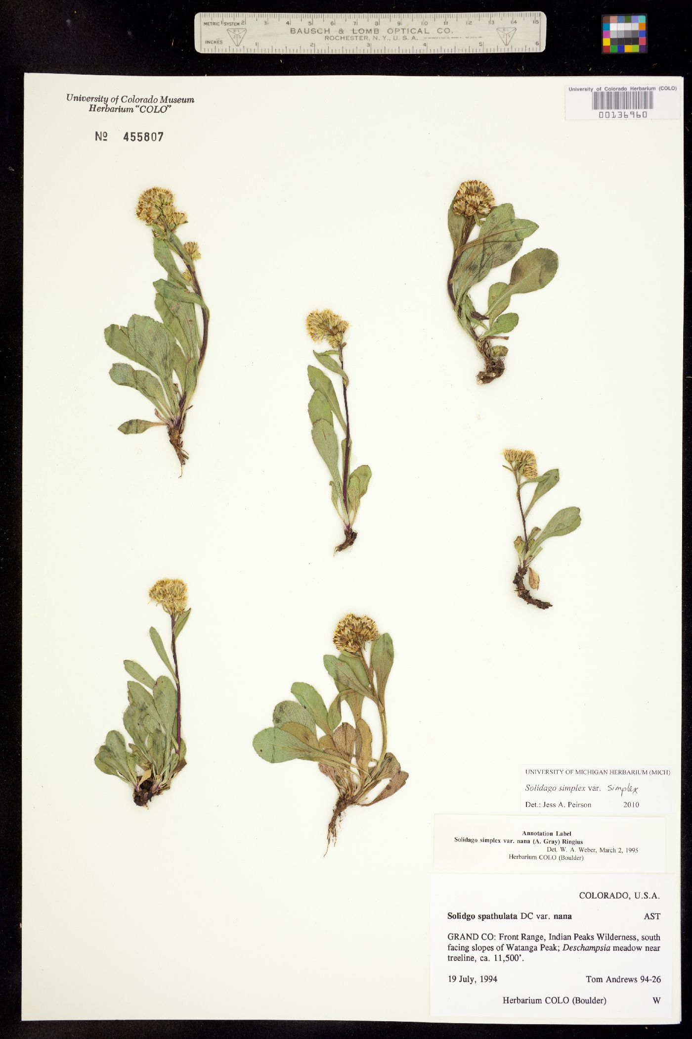 Solidago simplex var. simplex image