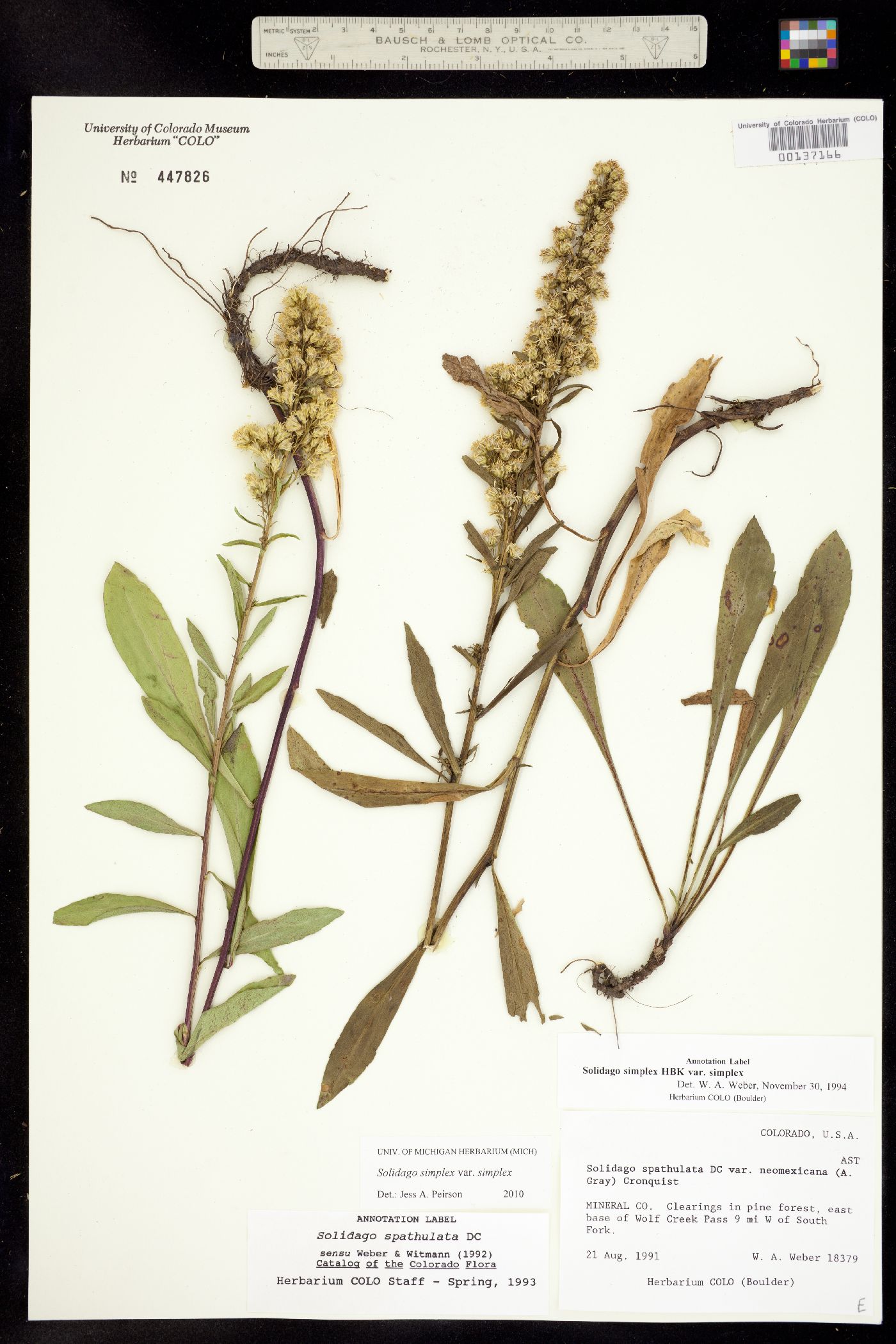 Solidago simplex var. simplex image