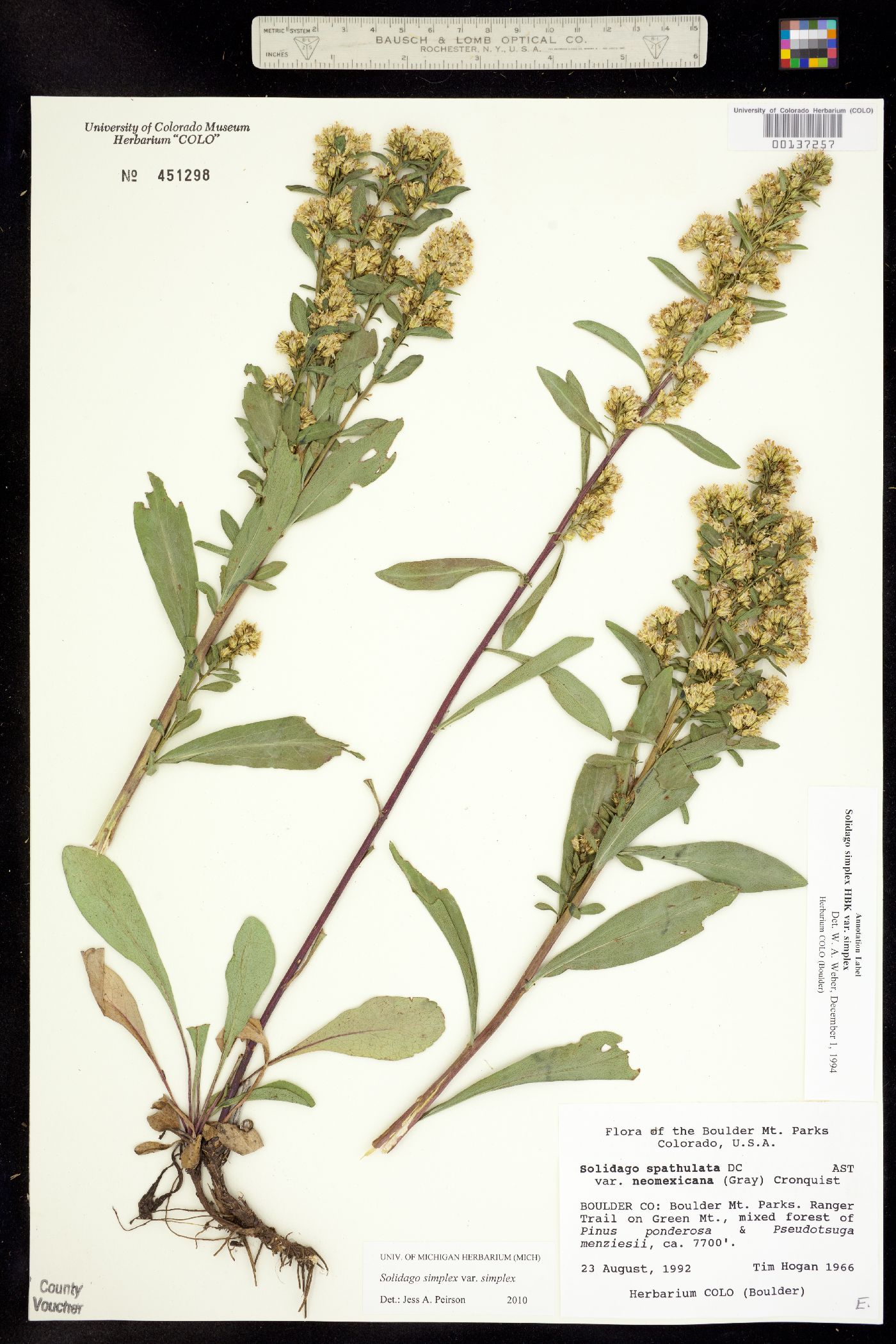 Solidago simplex var. simplex image