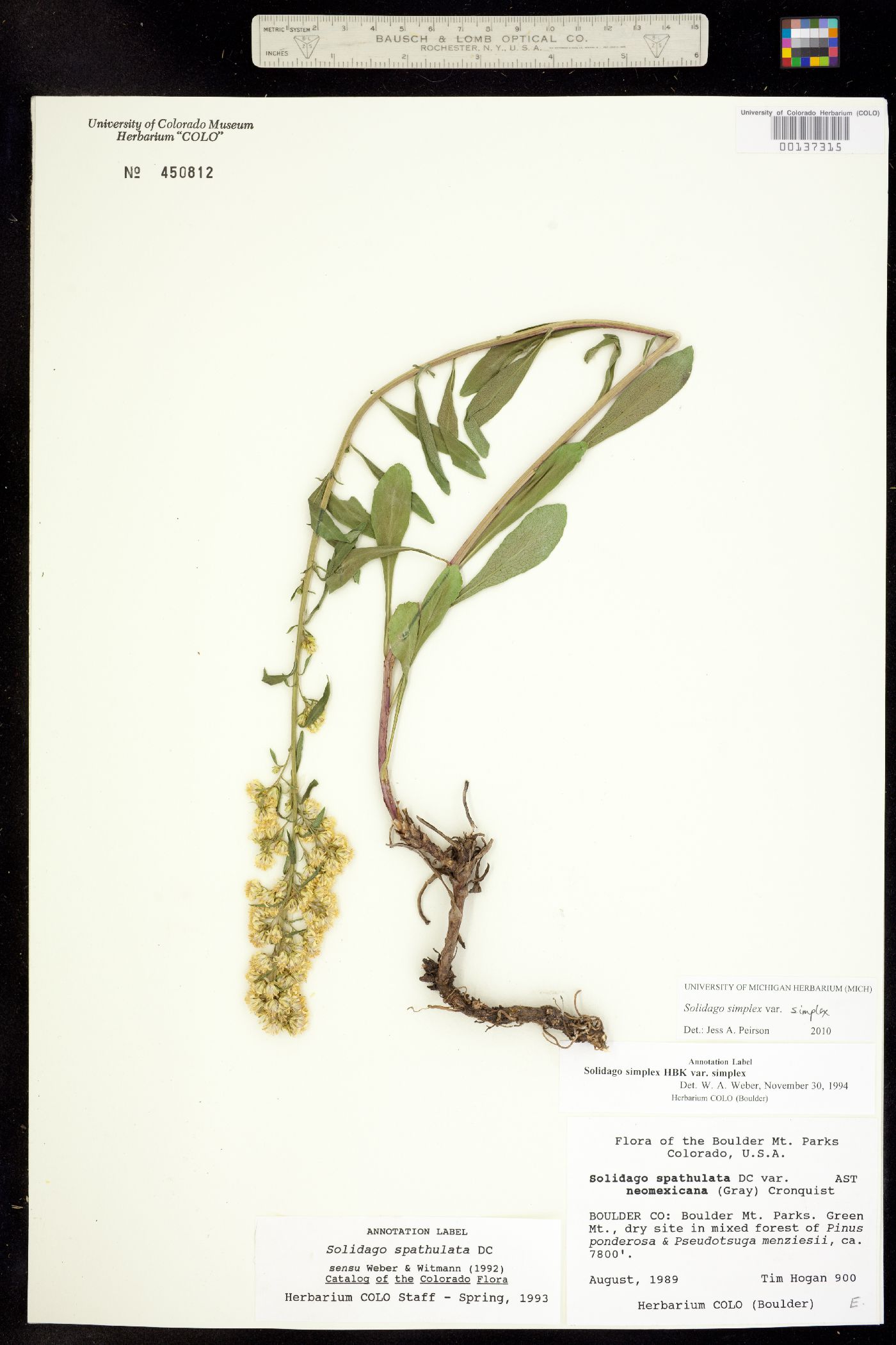 Solidago simplex var. simplex image