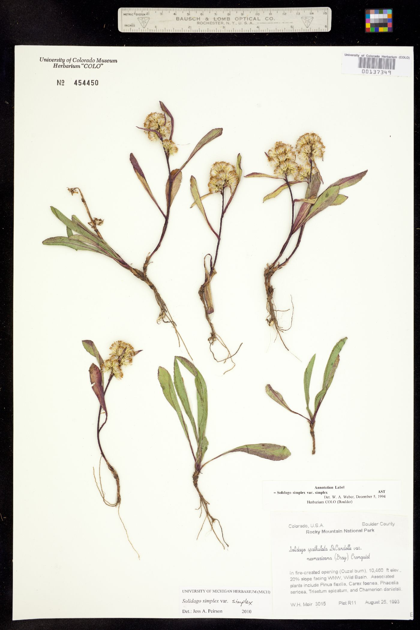 Solidago simplex var. simplex image