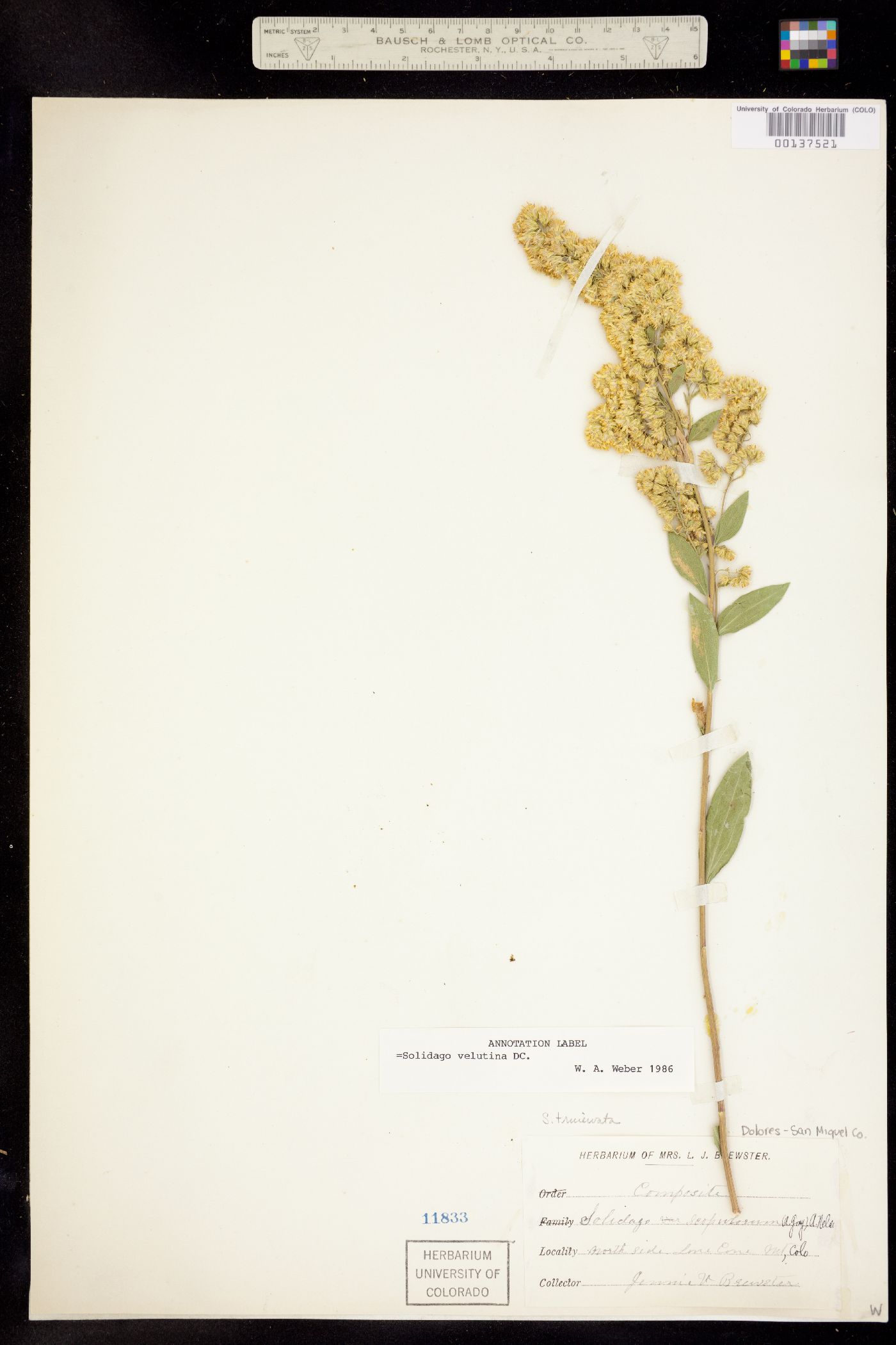 Solidago image