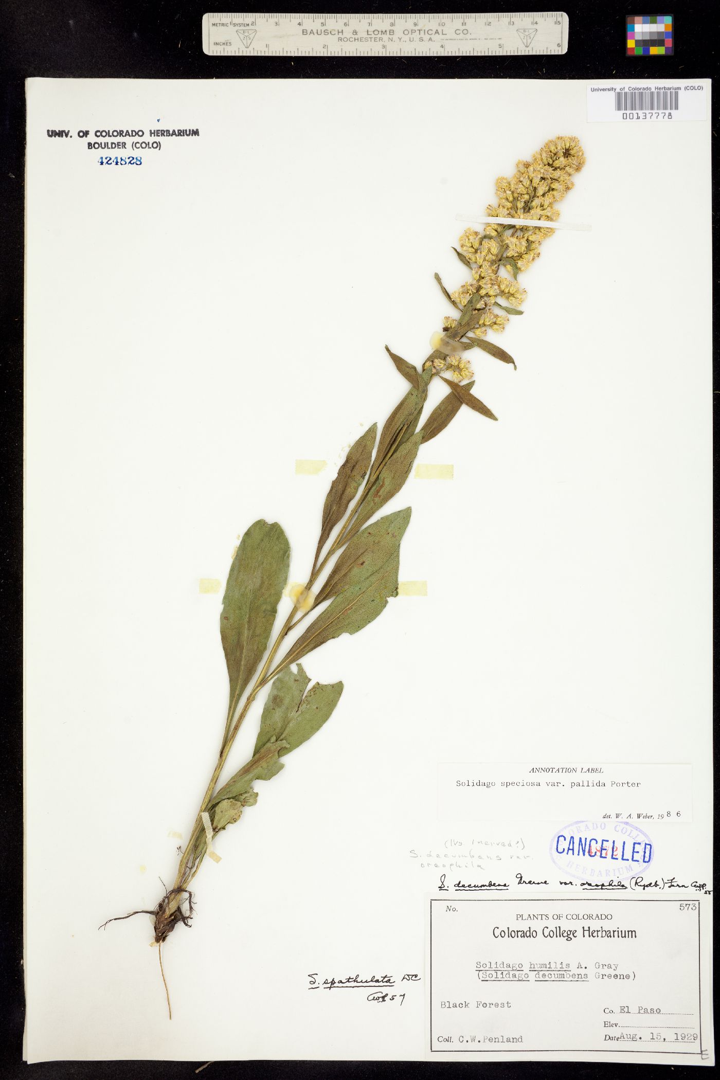 Solidago speciosa var. pallida image