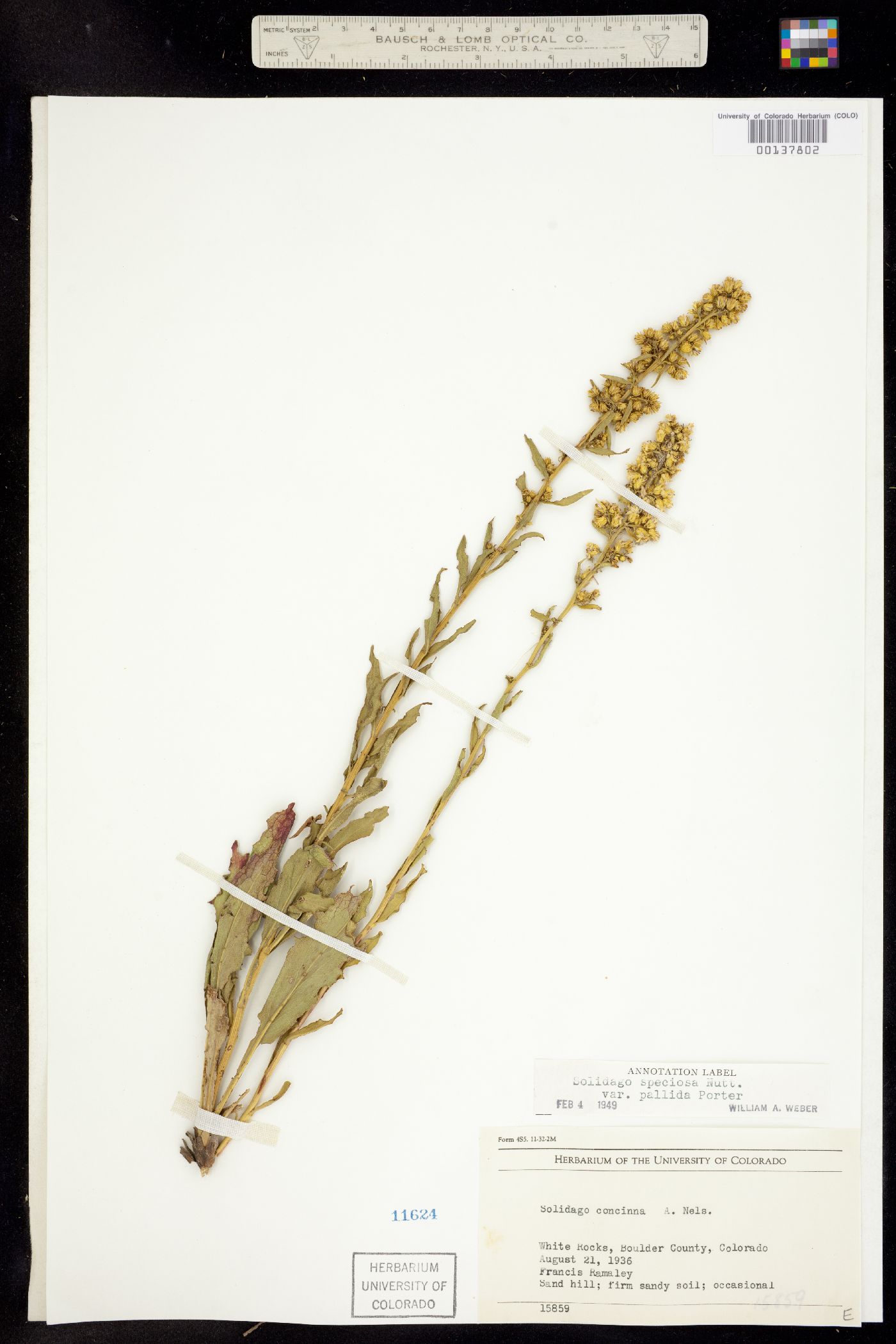 Solidago speciosa image