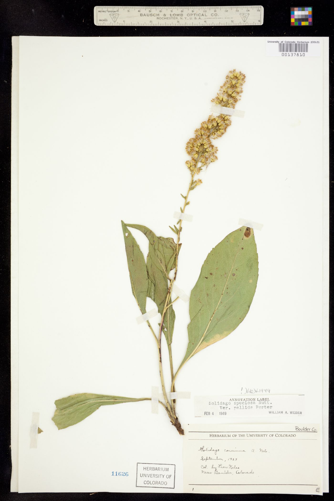 Solidago speciosa var. pallida image