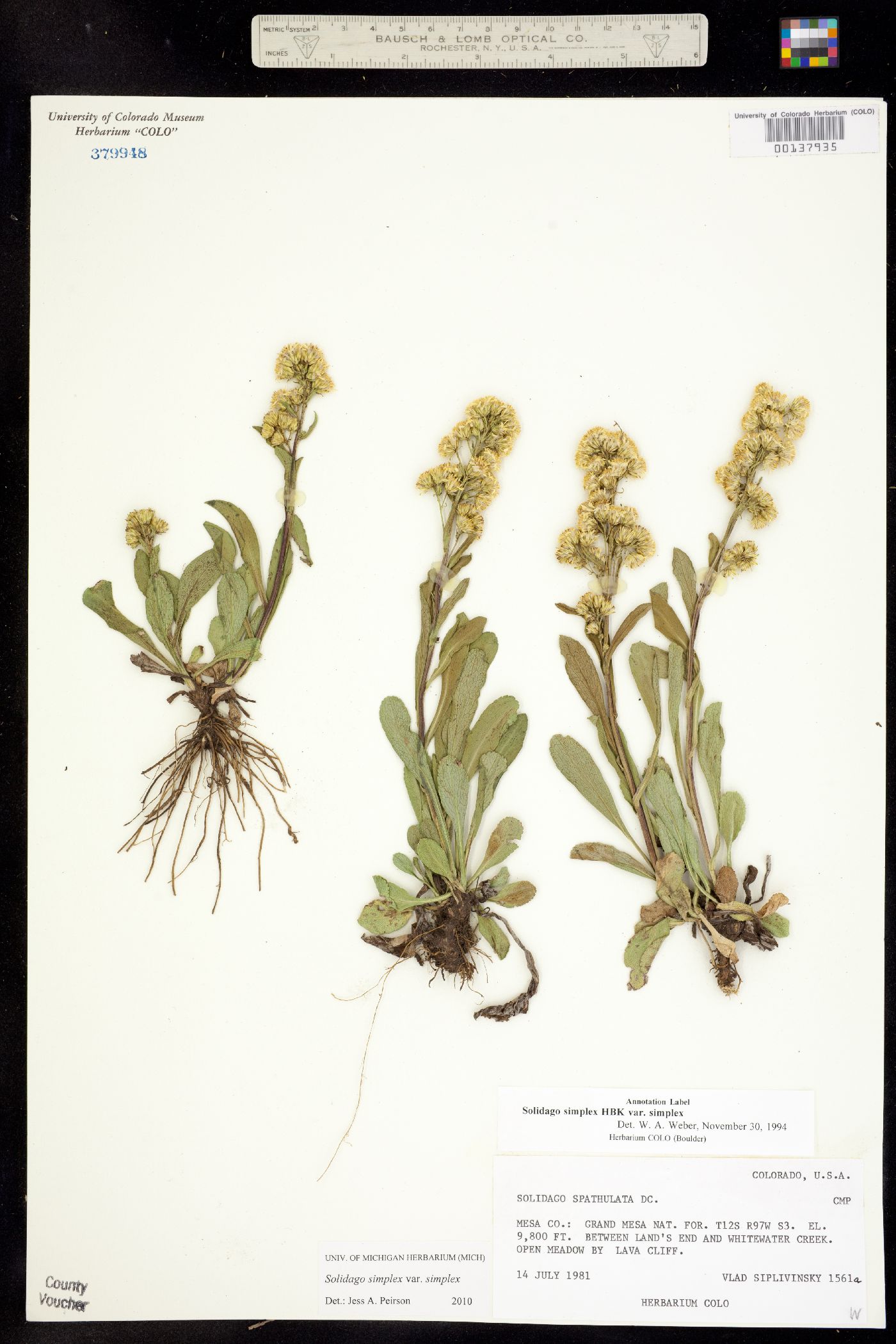 Solidago simplex var. simplex image