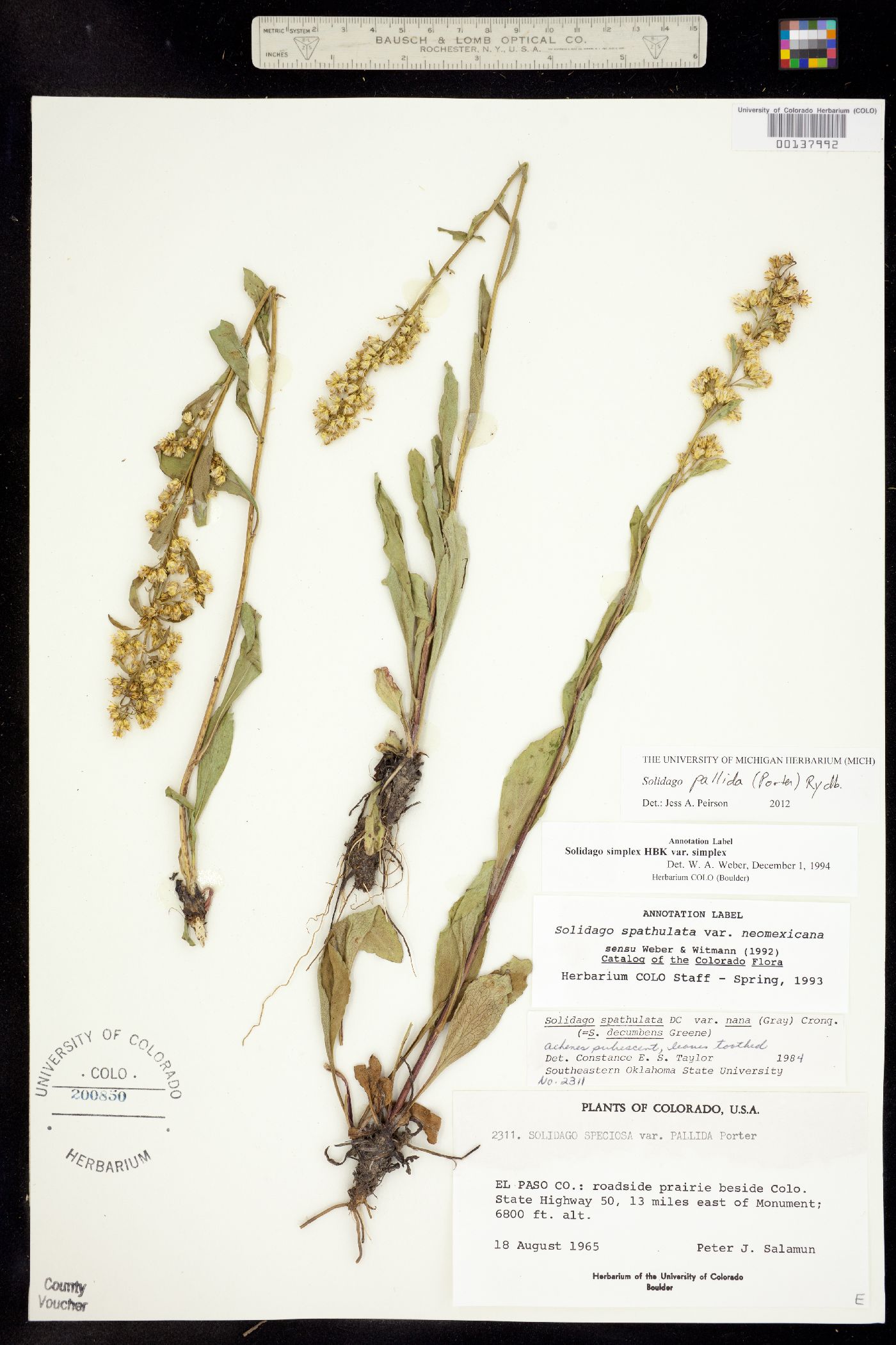 Solidago speciosa var. pallida image