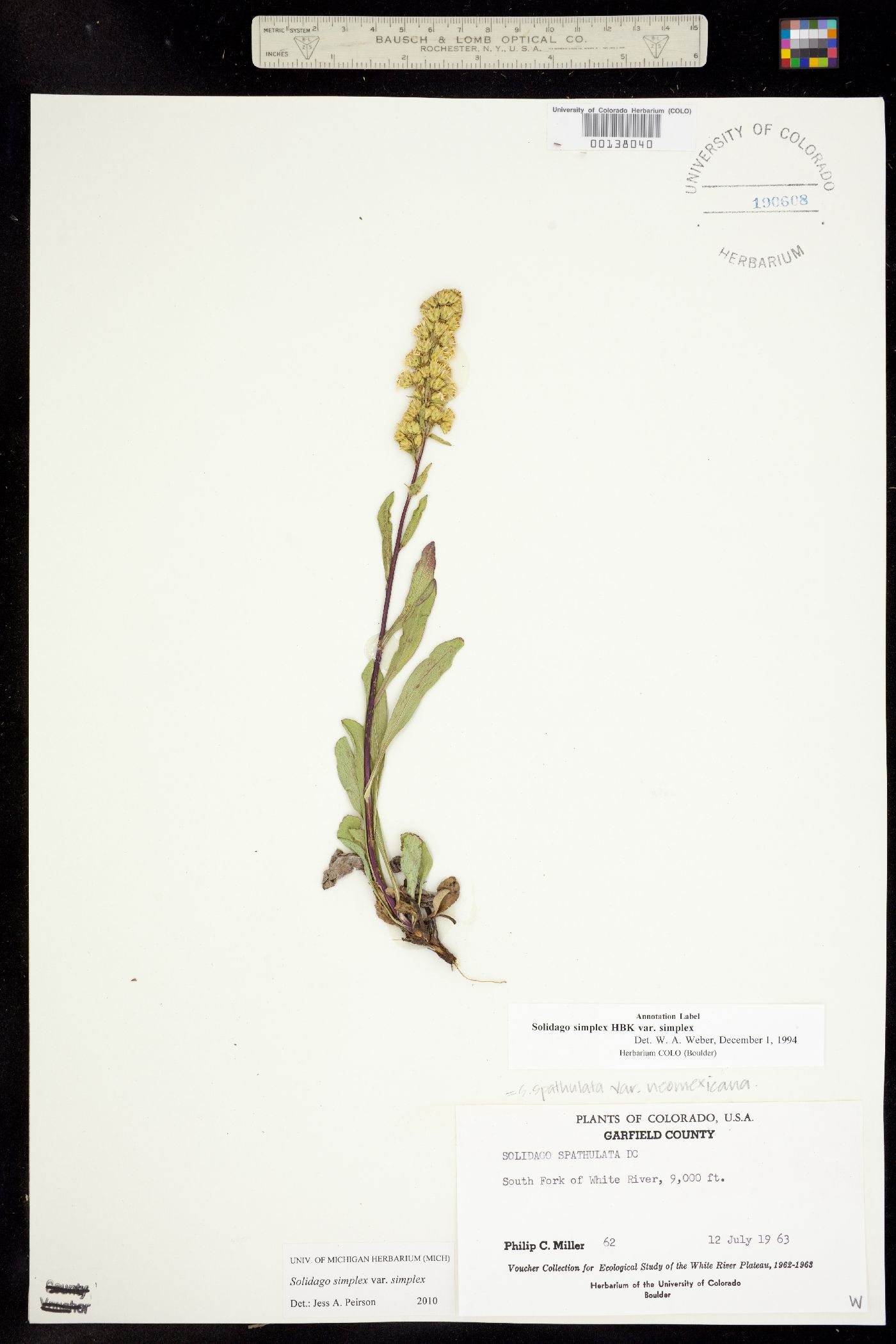 Solidago simplex var. simplex image