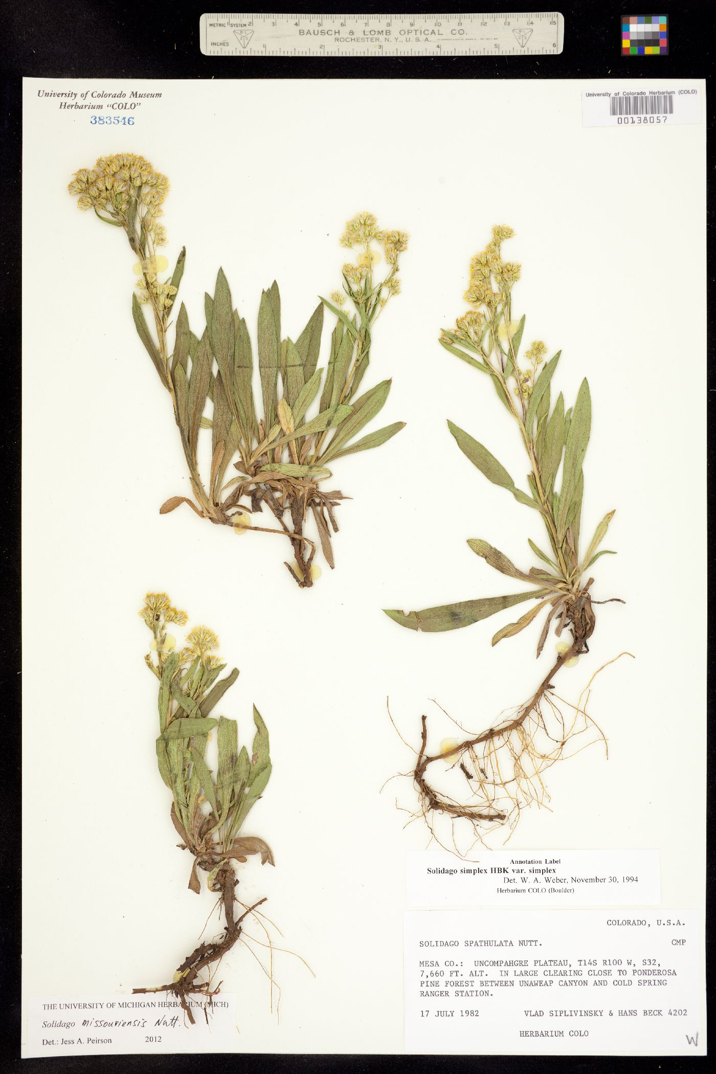 Solidago missouriensis image