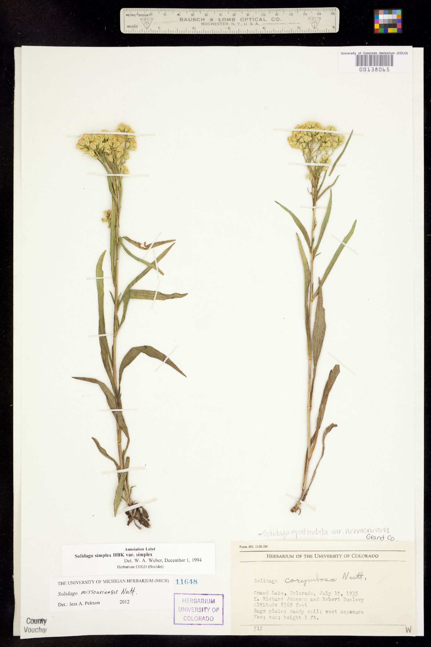 Solidago missouriensis image