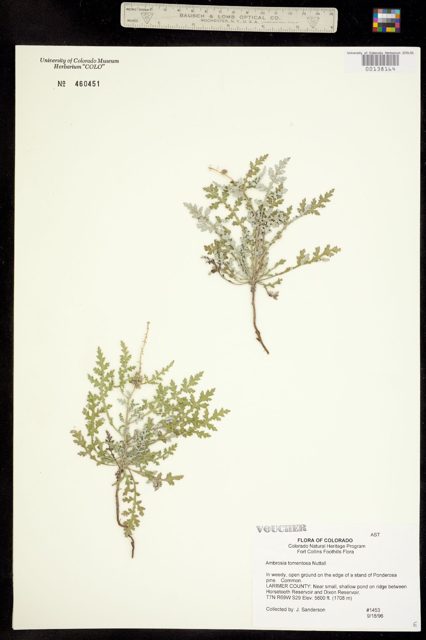 Ambrosia tomentosa image