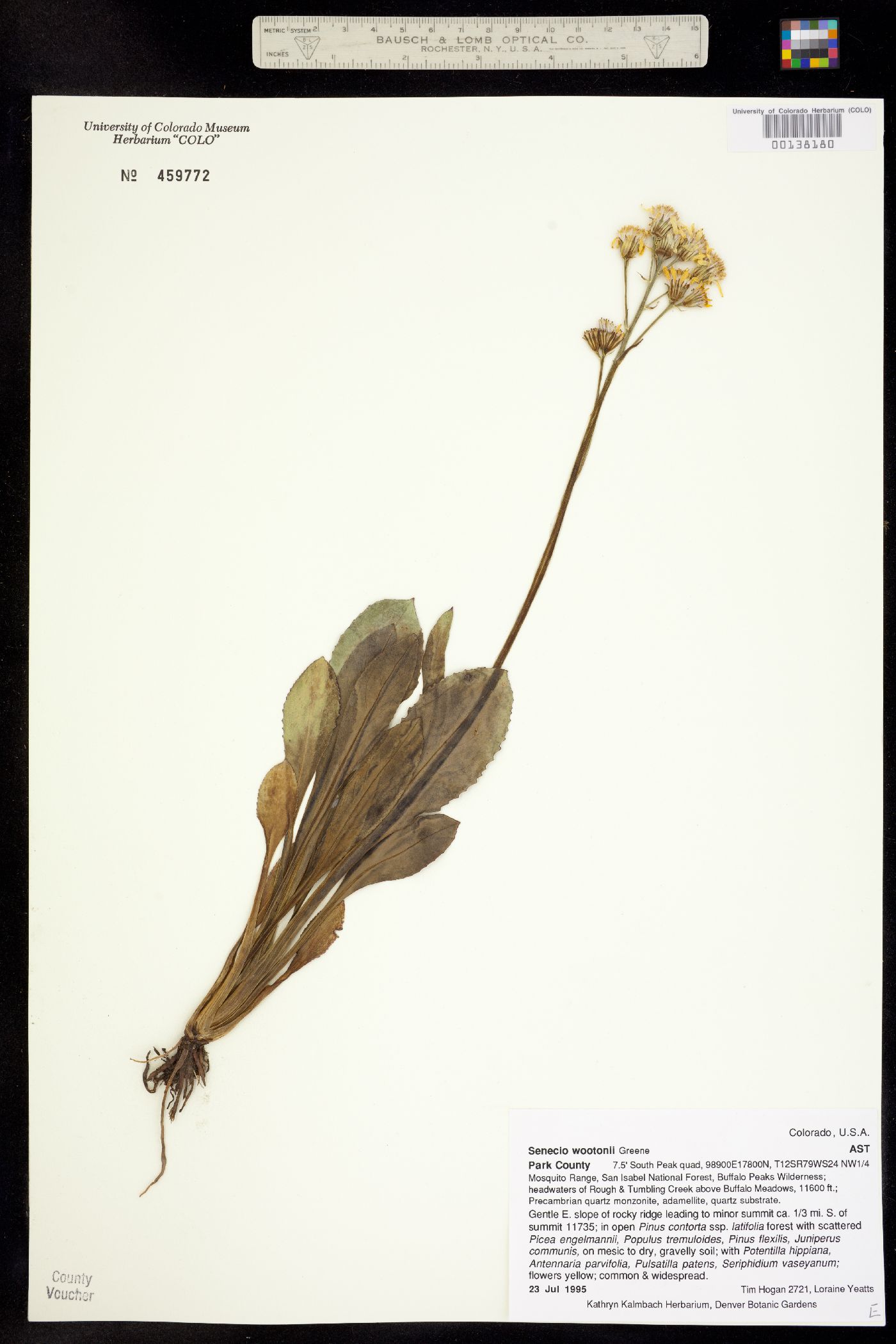 Senecio wootonii image