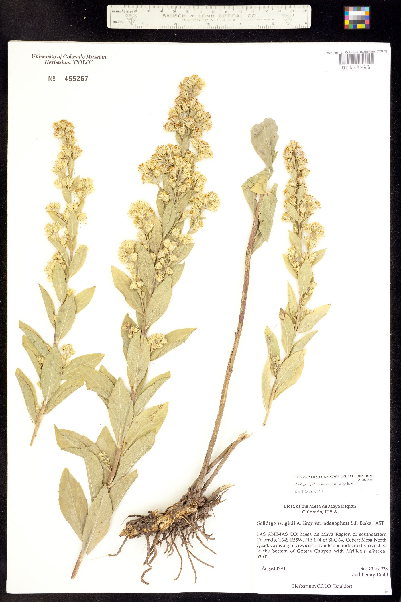 Solidago capulinensis image