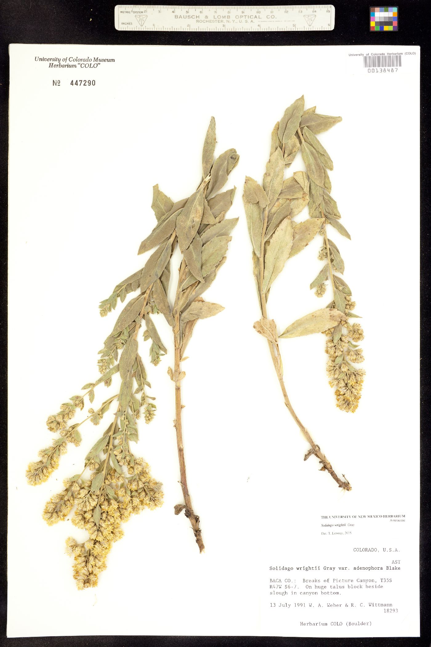 Solidago wrightii image