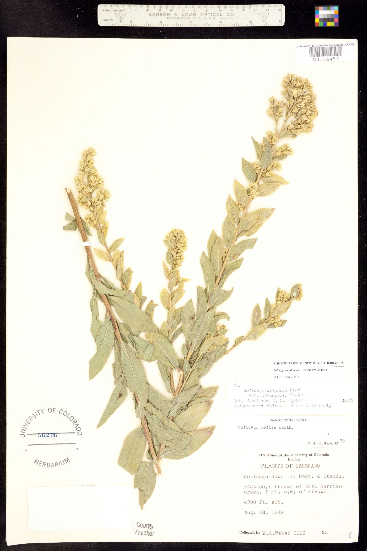 Solidago capulinensis image