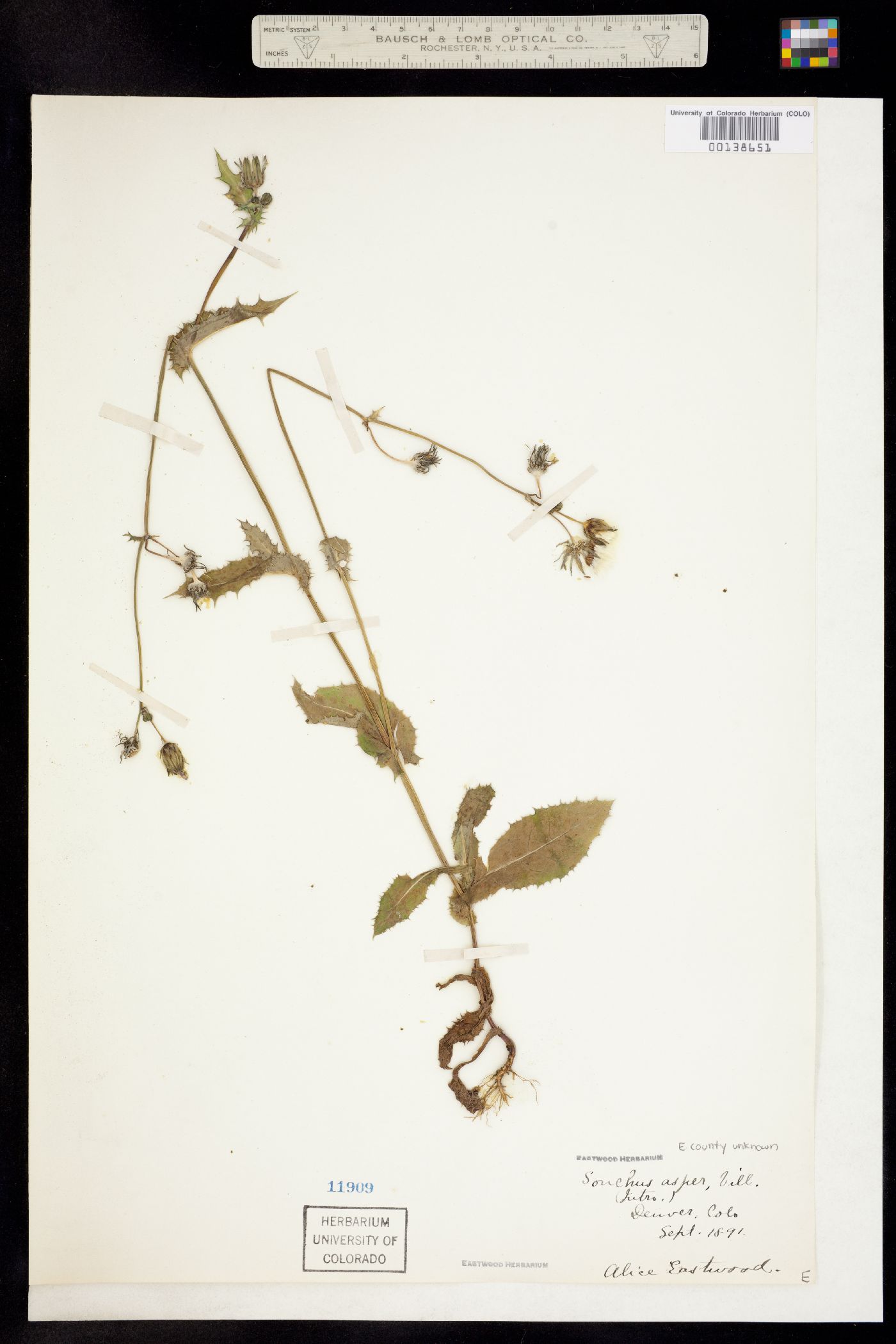 Sonchus asper image