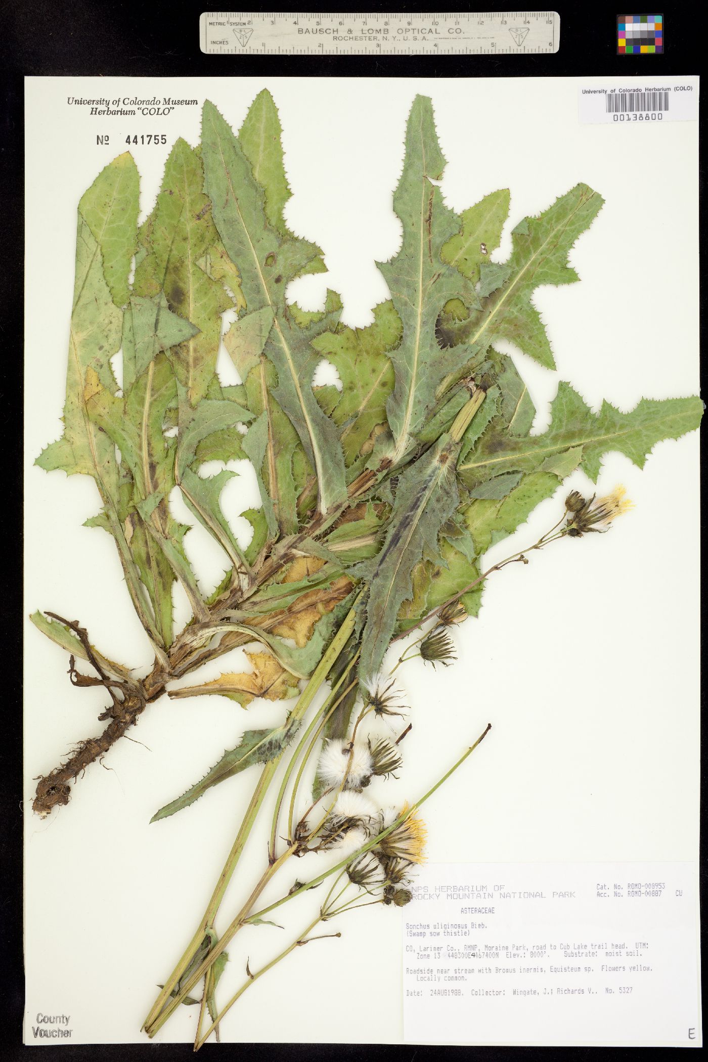 Sonchus arvensis ssp. uliginosus image