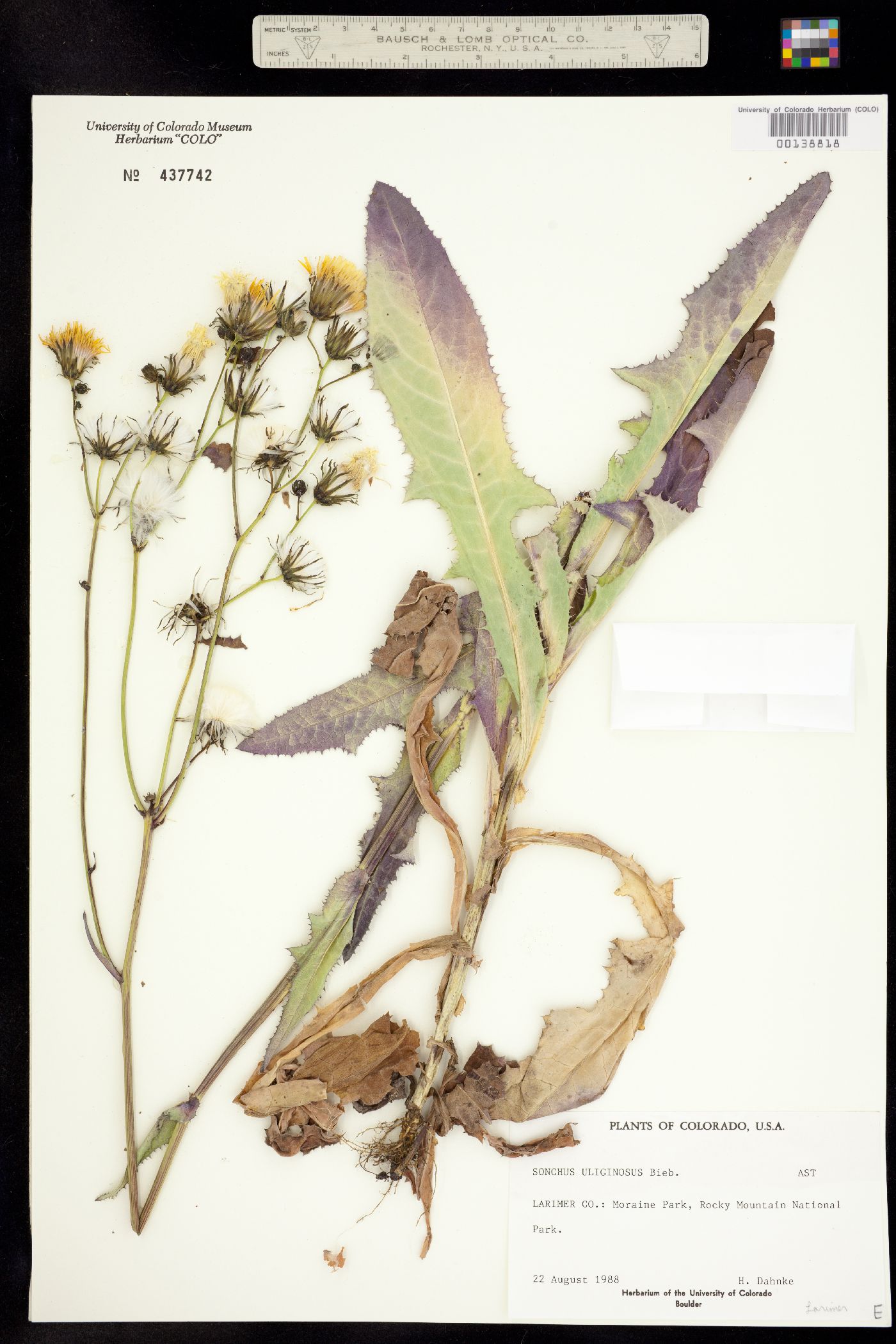 Sonchus arvensis ssp. uliginosus image