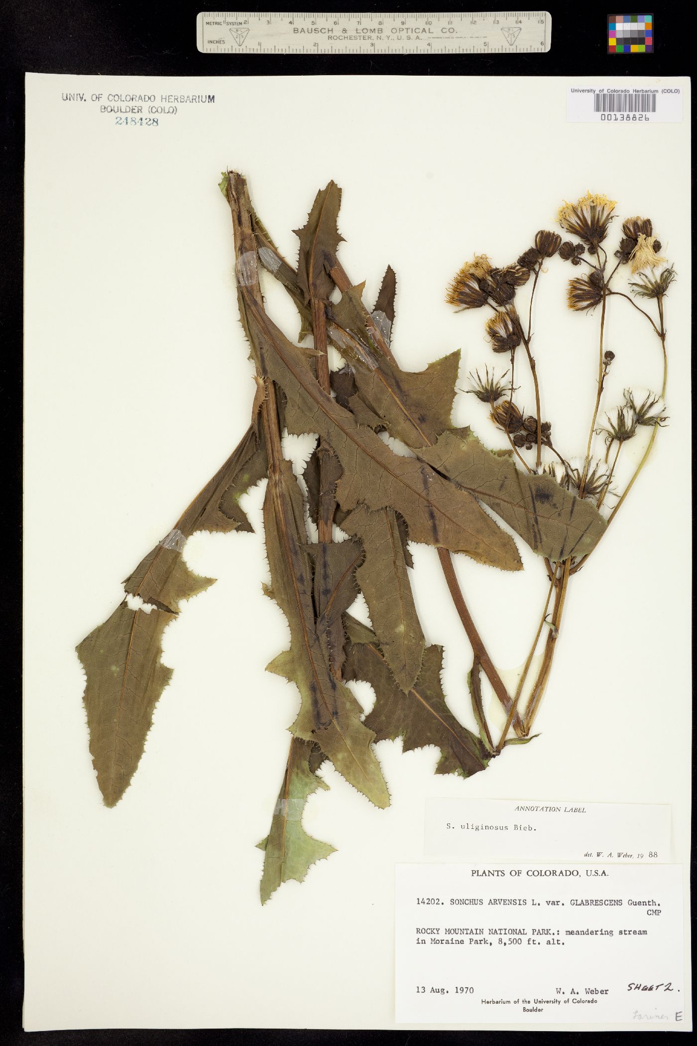 Sonchus image