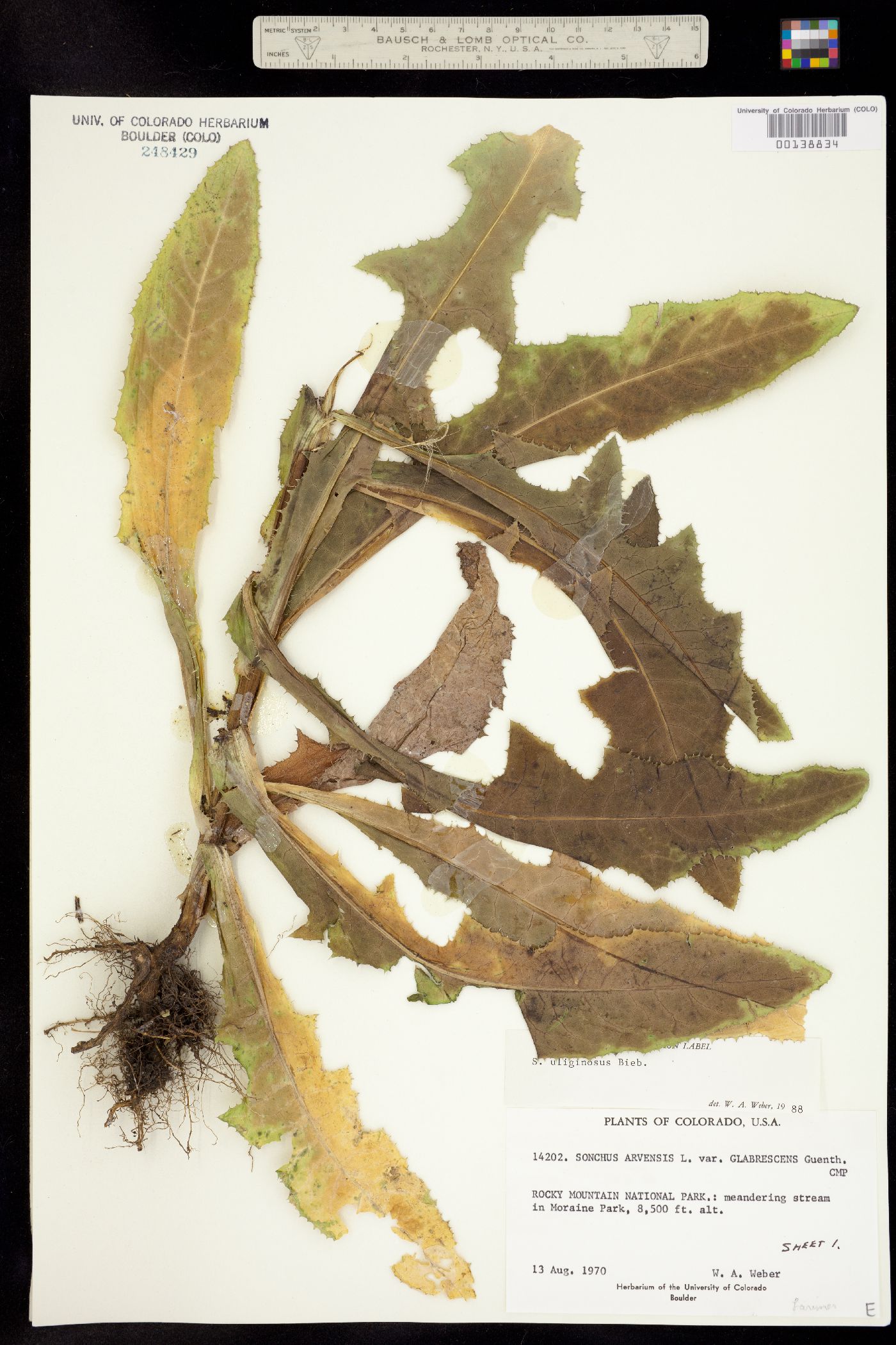 Sonchus image