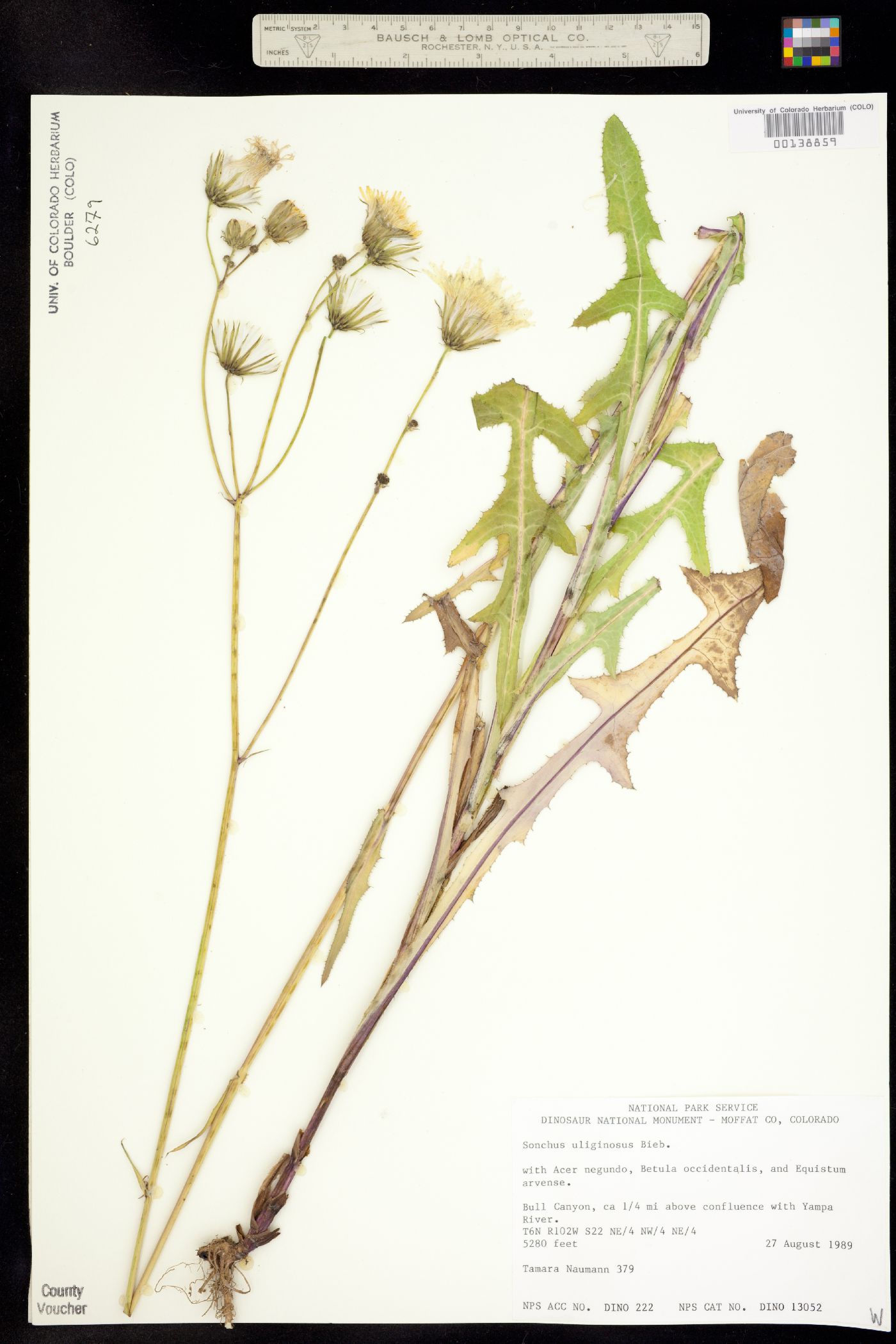 Sonchus arvensis image