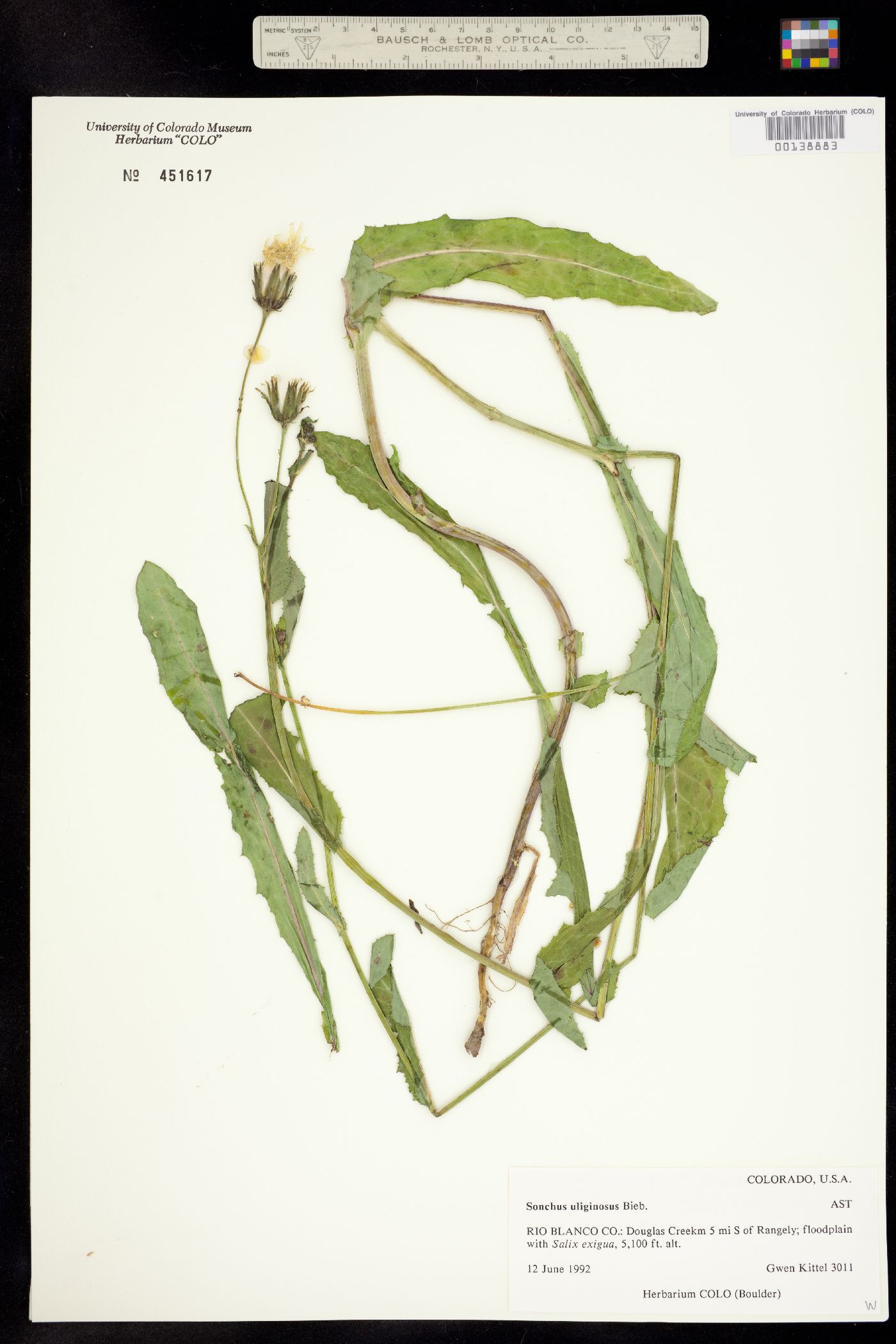 Sonchus arvensis subsp. uliginosus image