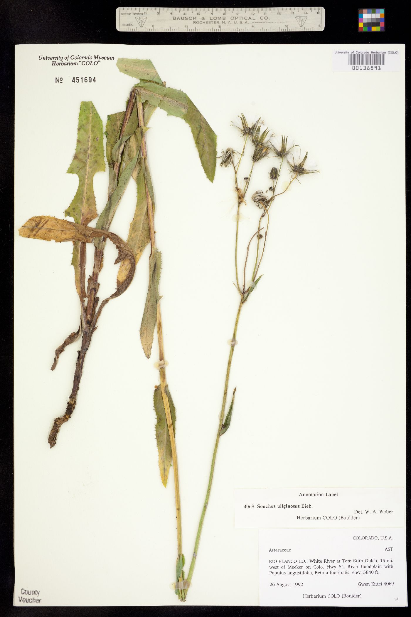 Sonchus arvensis image