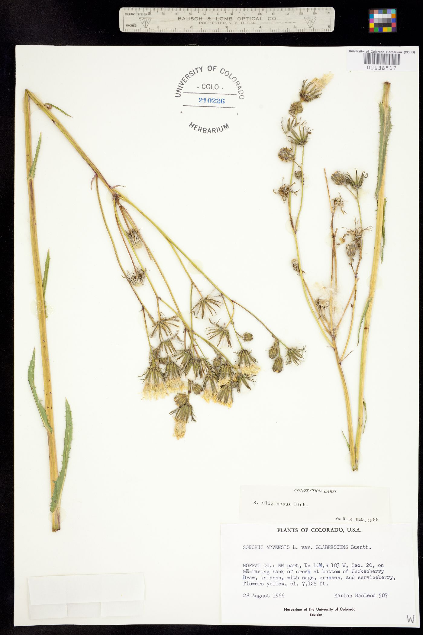 Sonchus arvensis ssp. uliginosus image