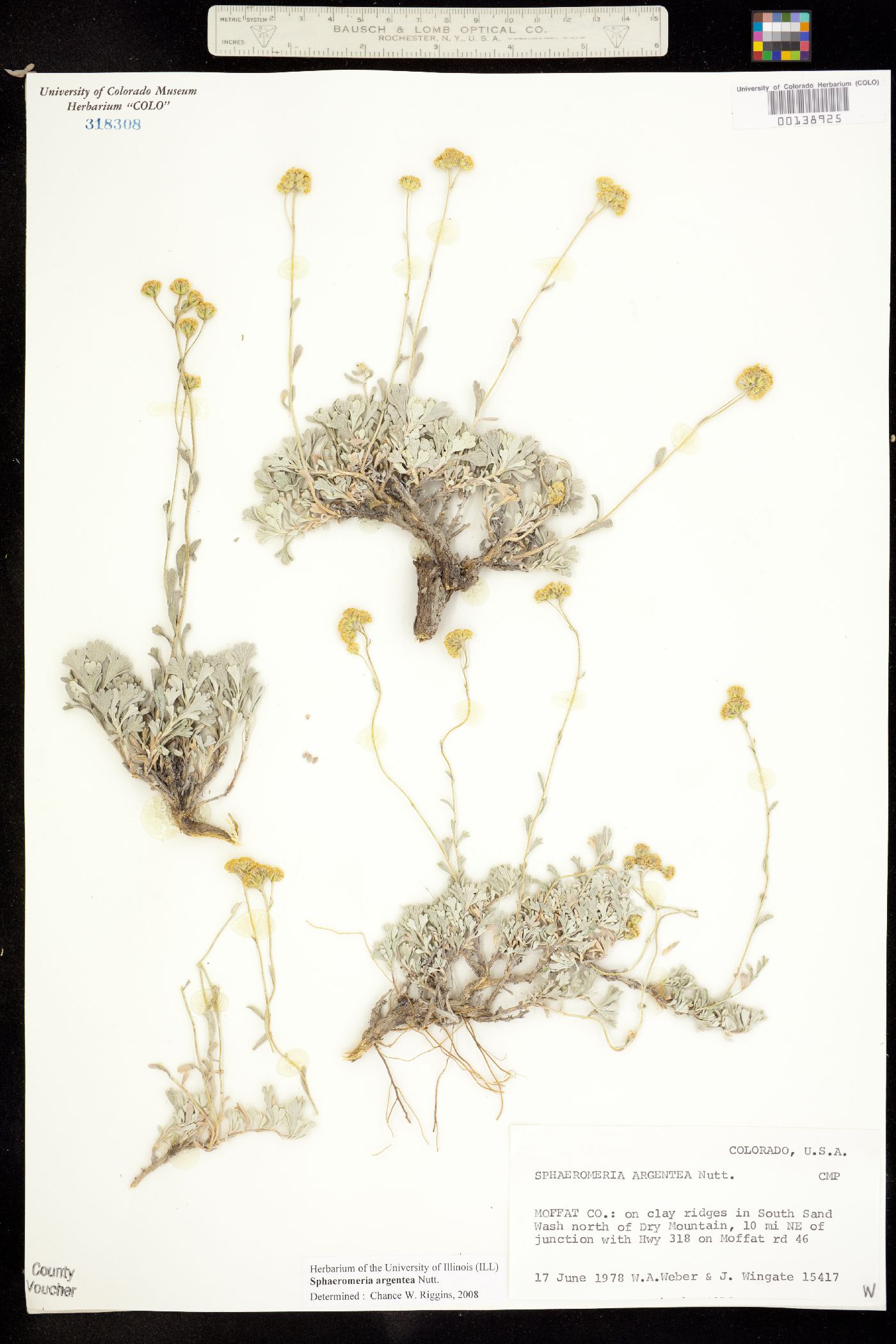 Sphaeromeria argentea image