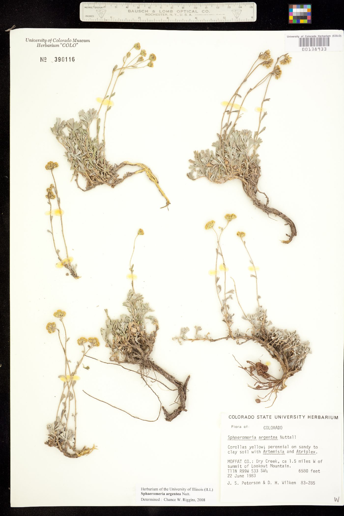 Sphaeromeria argentea image