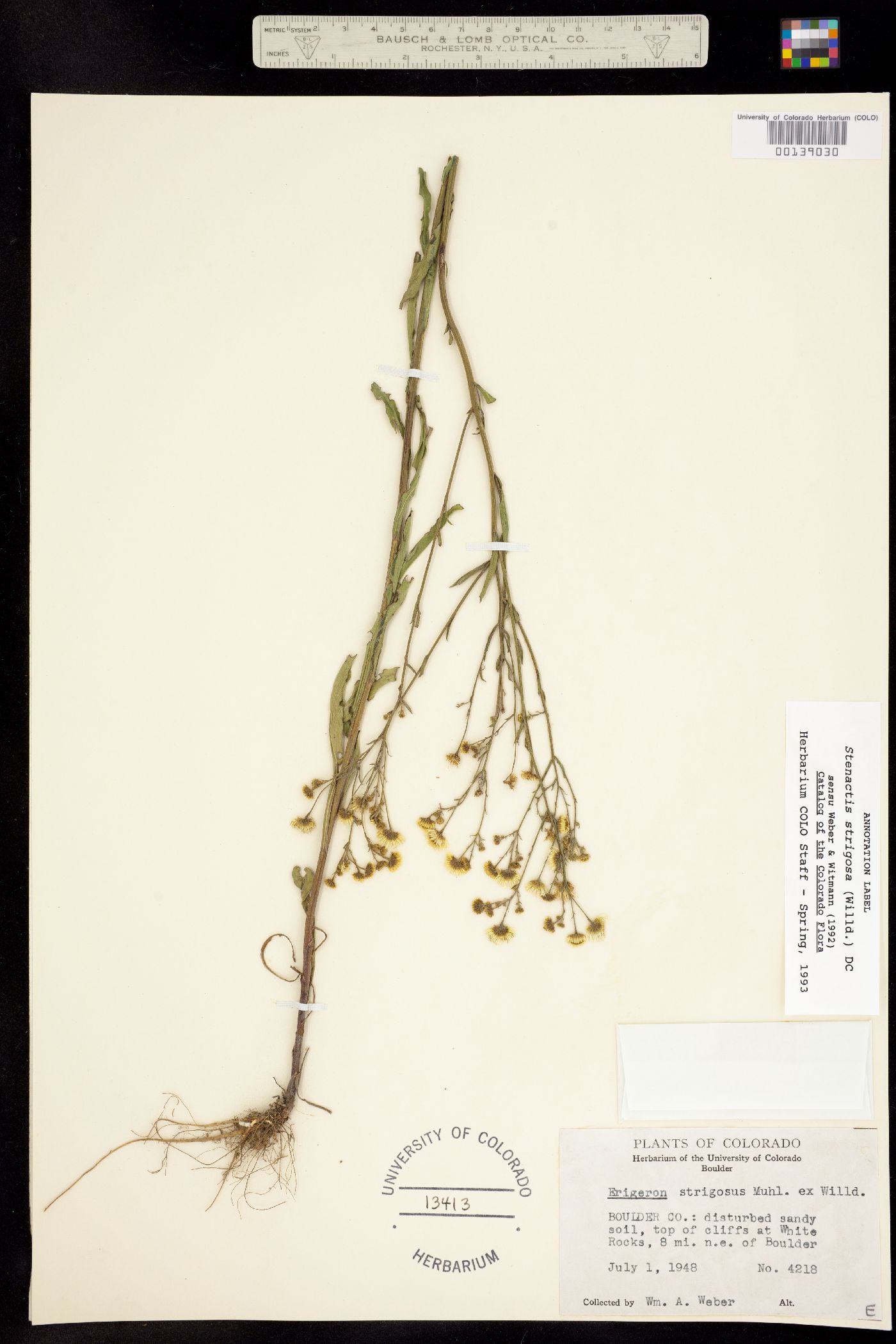 Stenactis strigosa image