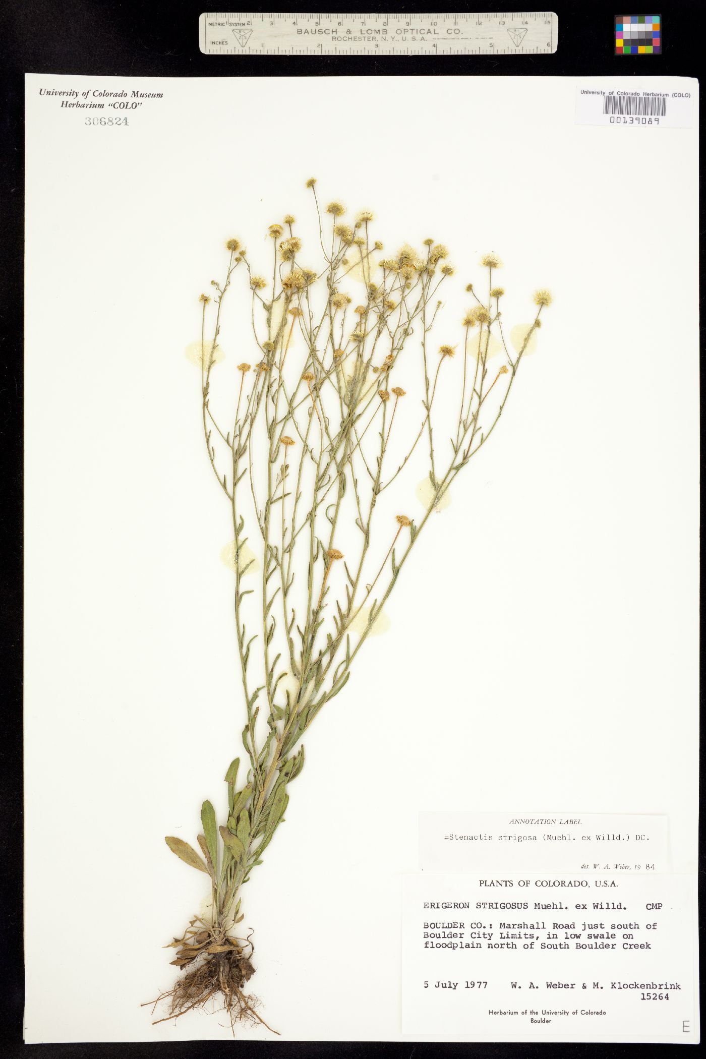Stenactis strigosa image