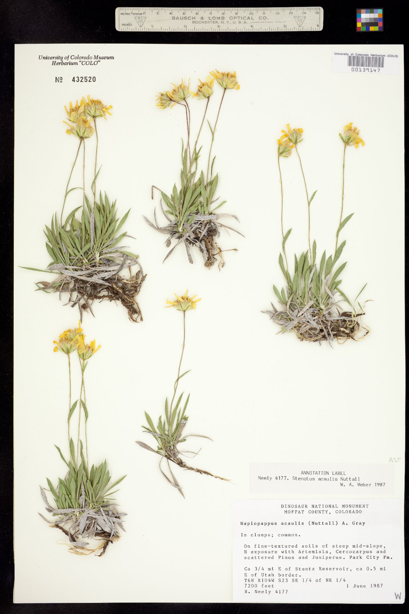 Stenotus acaulis image