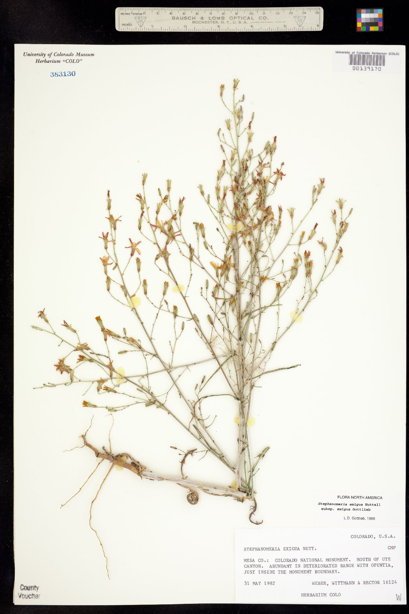 Stephanomeria exigua image