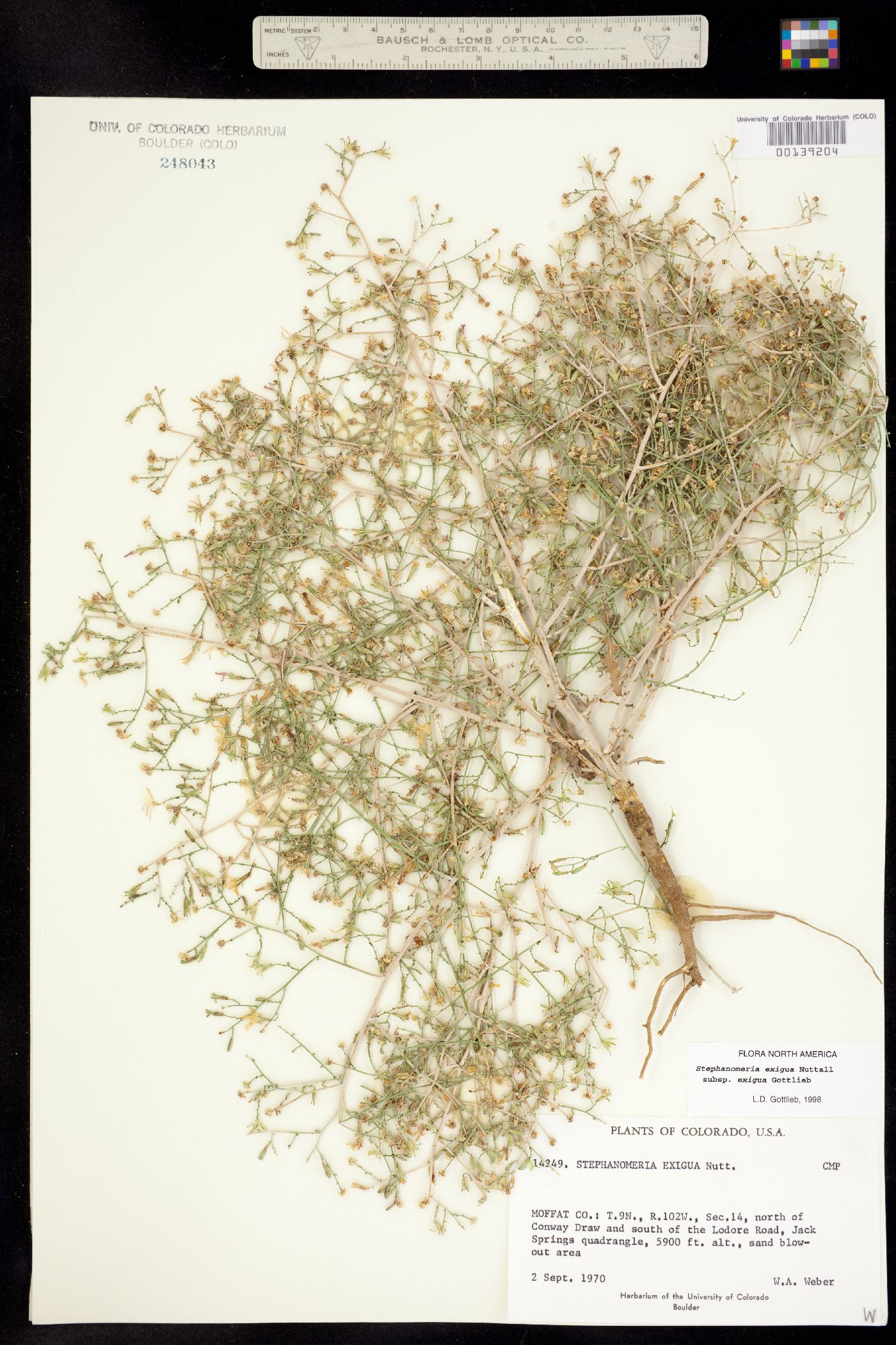 Stephanomeria exigua image