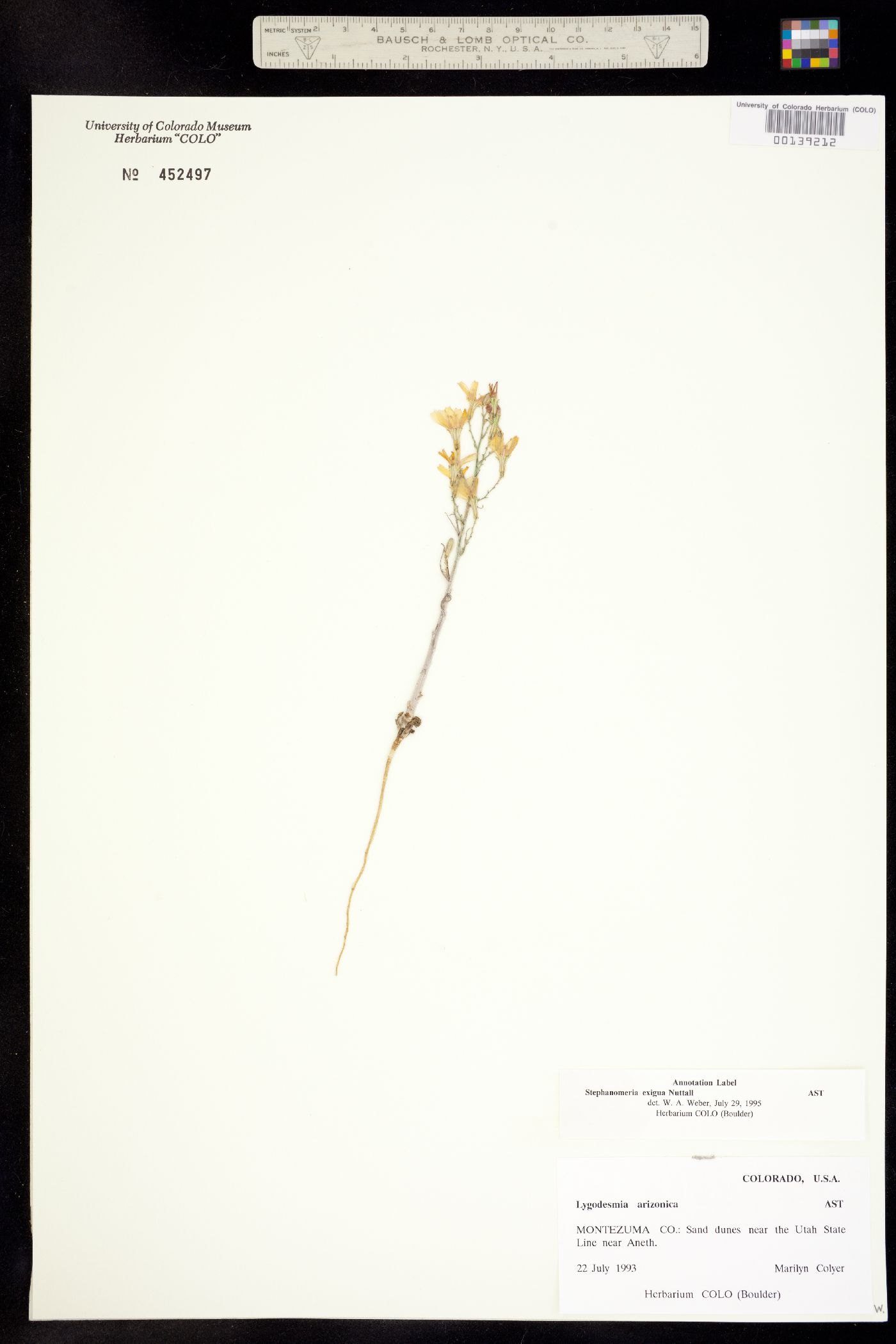 Stephanomeria exigua image