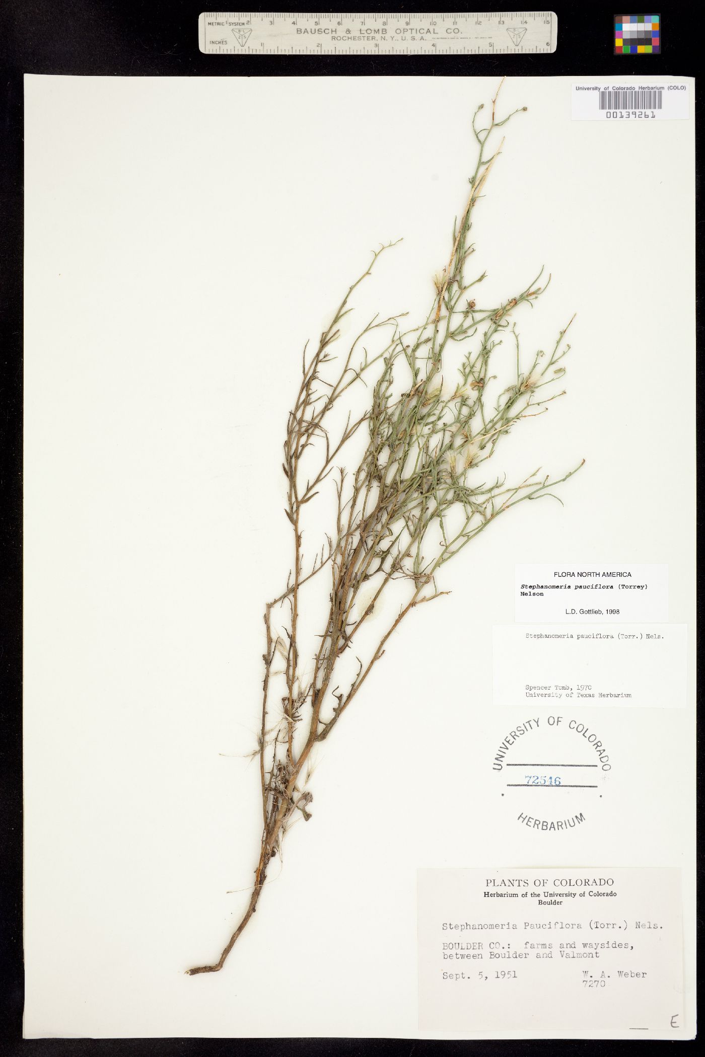 Stephanomeria pauciflora image